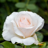 Bush Rose Mothers Love - 20cm Pot