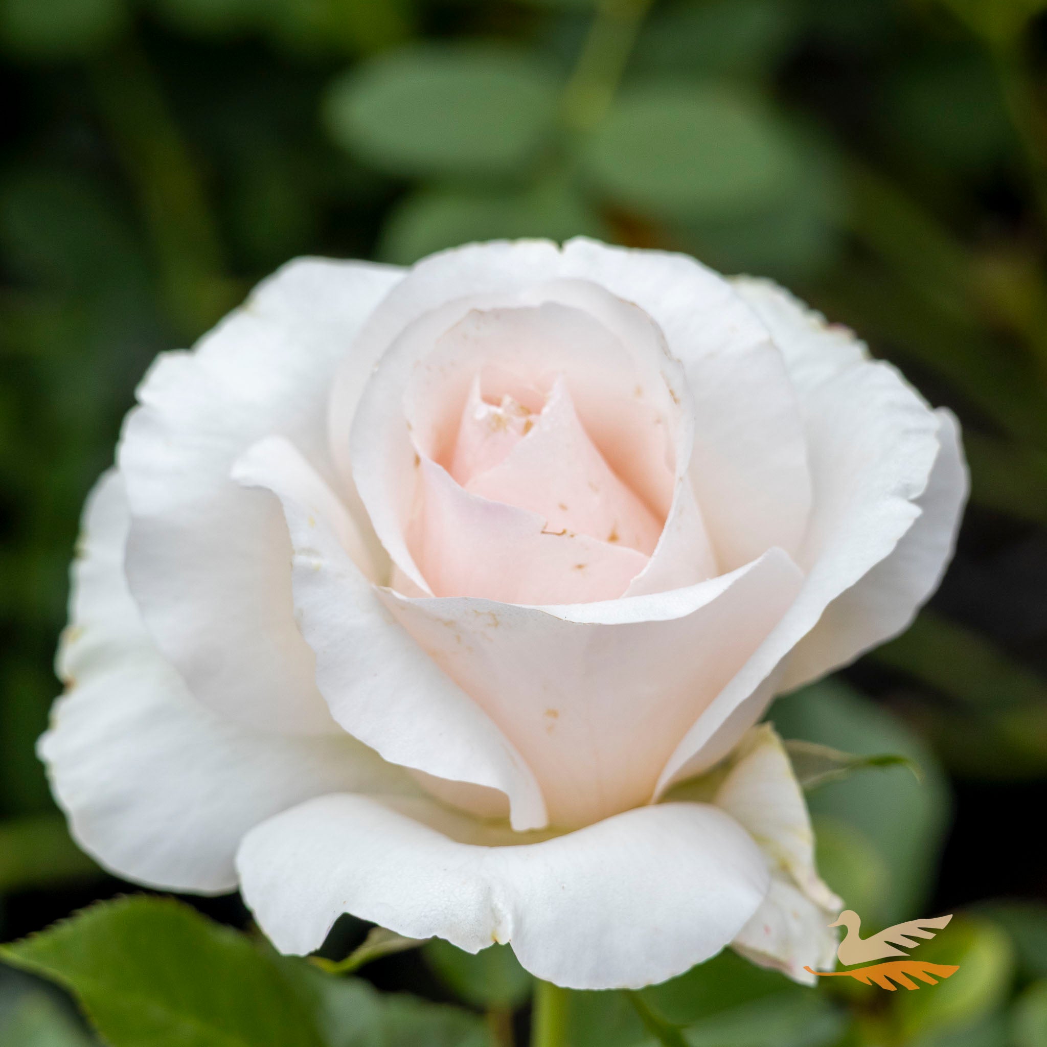 Bush Rose Mothers Love - 20cm Pot