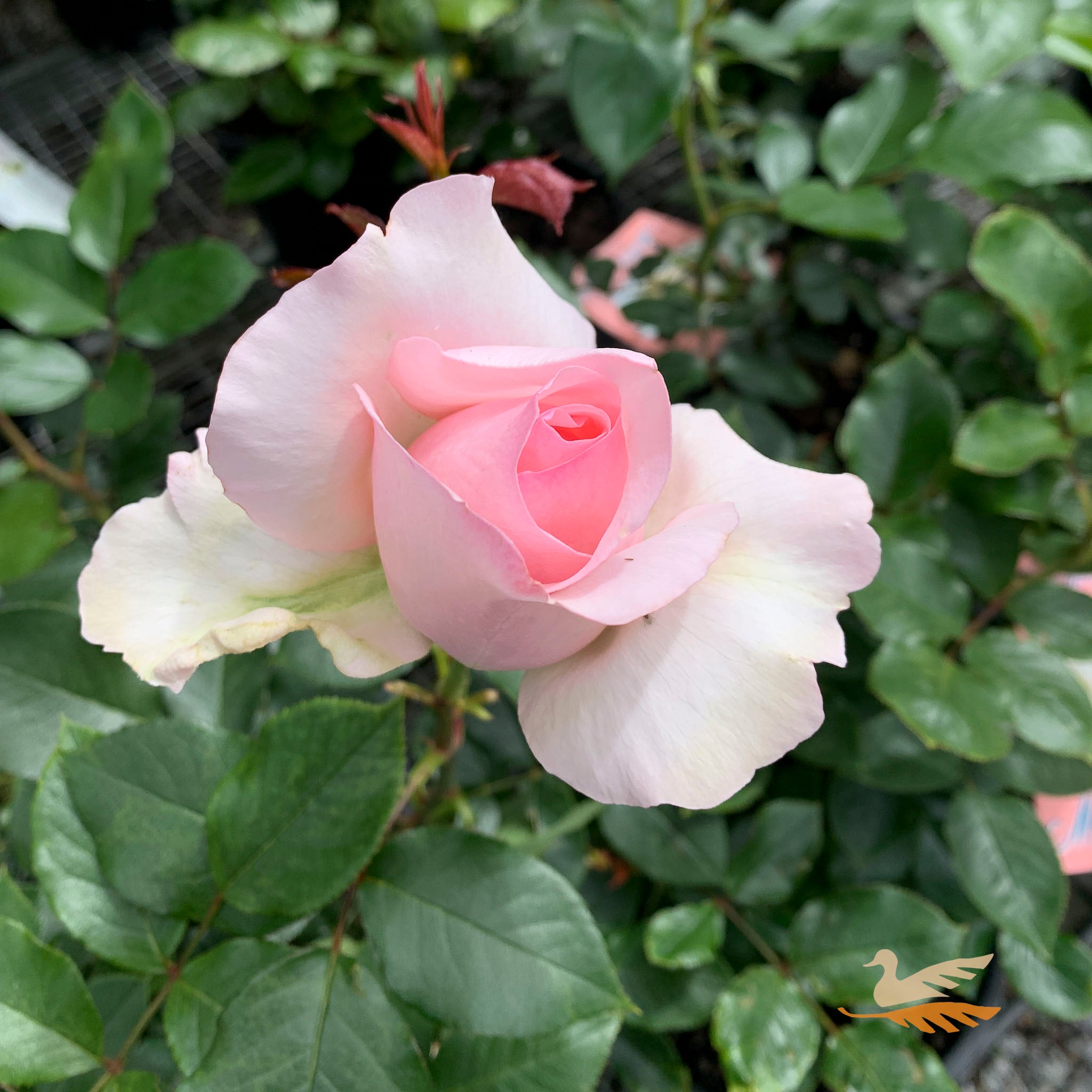 Bush Rose Mothers Love - 20cm Pot