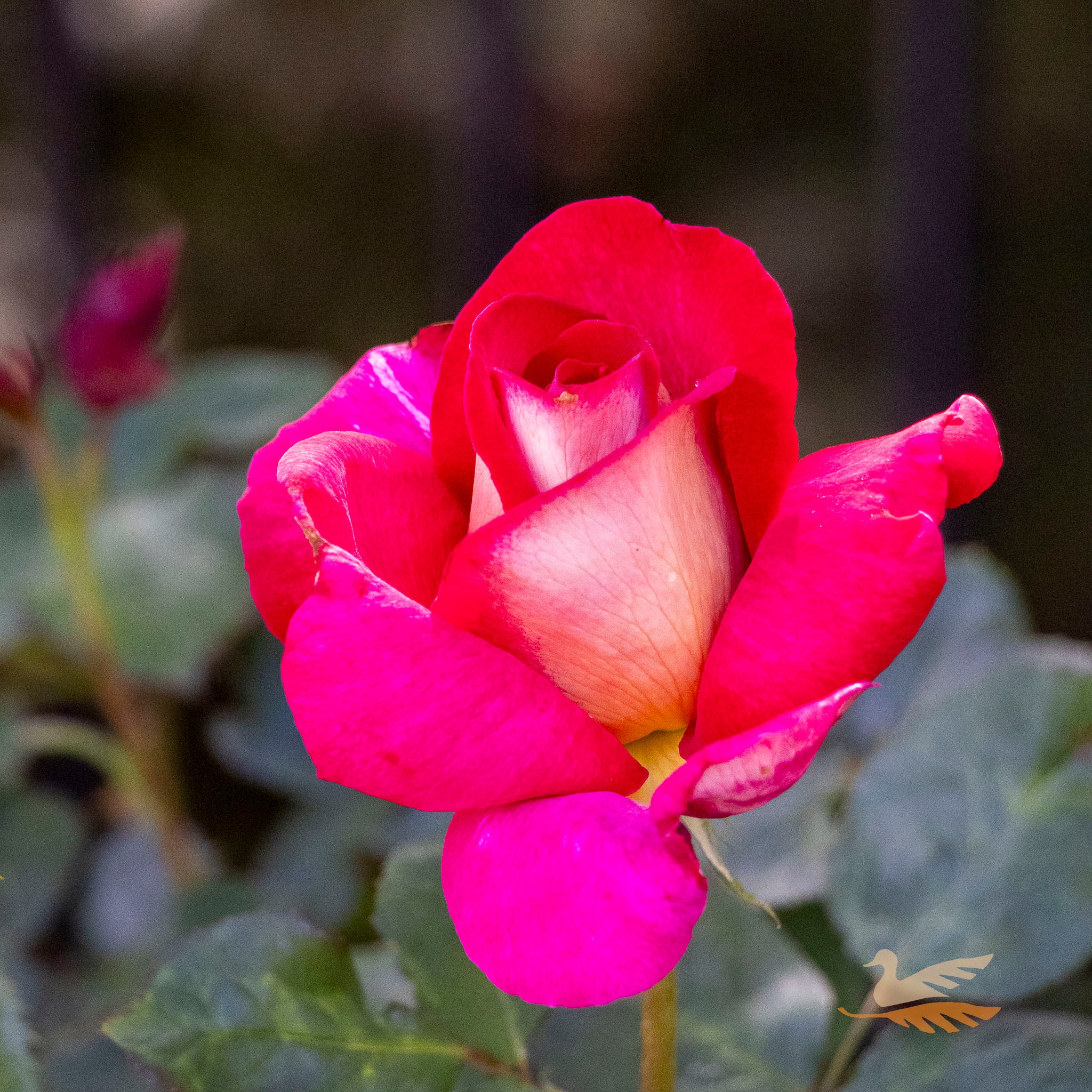 Bush Rose Fiona's Wish - 20cm Pot