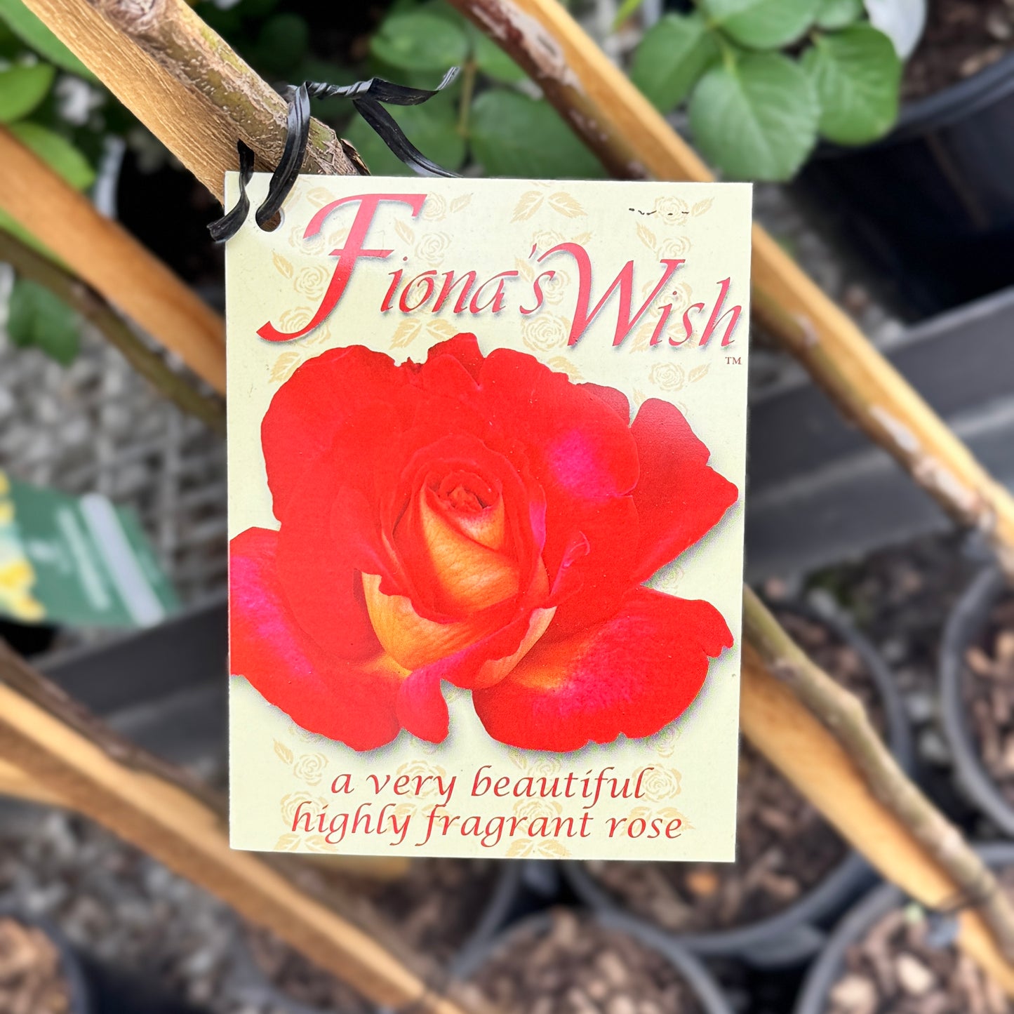 Bush Rose Fiona's Wish - 20cm Pot
