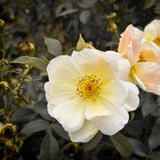 Climbing Rose Laevigata - 20cm Pot