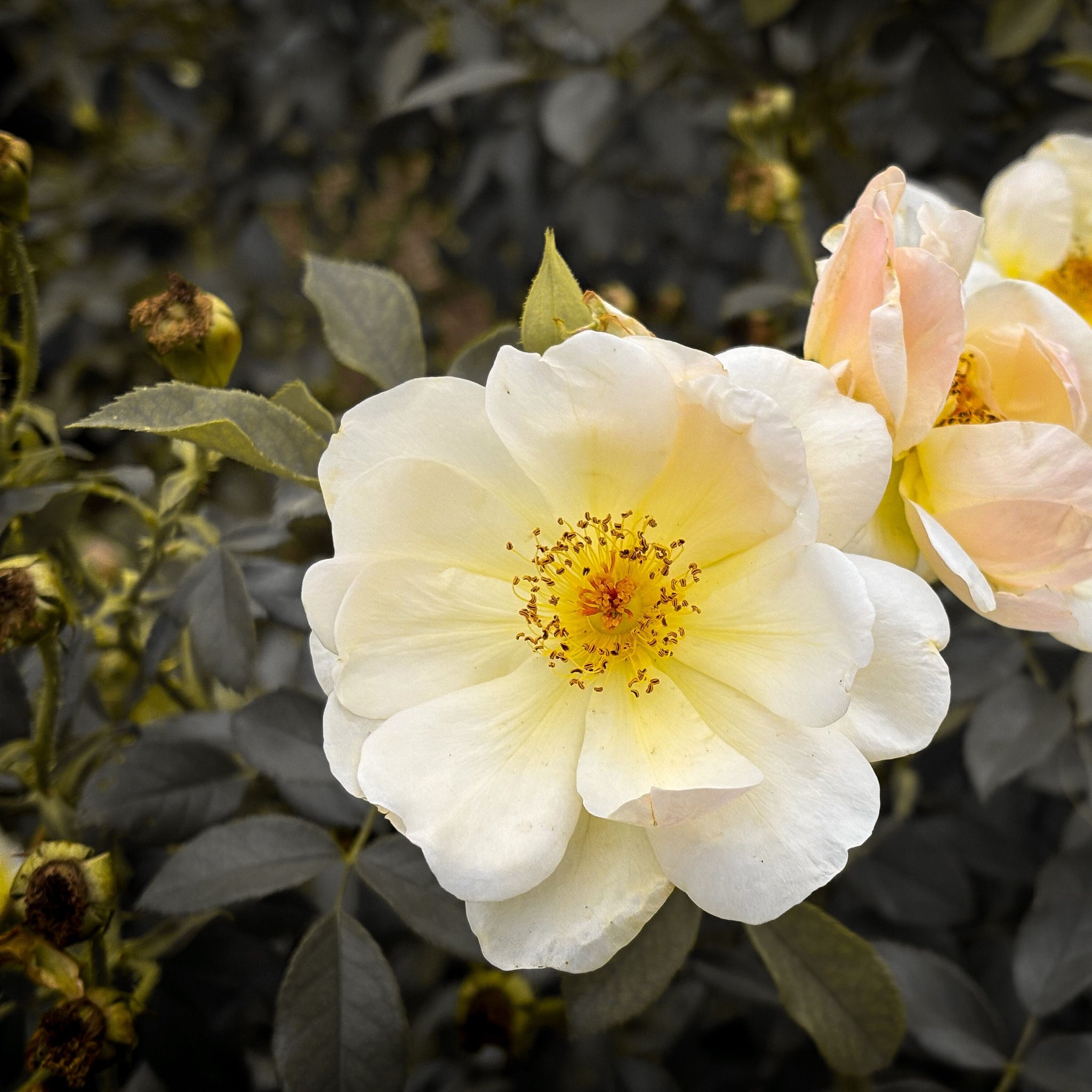 Climbing Rose Laevigata - 20cm Pot