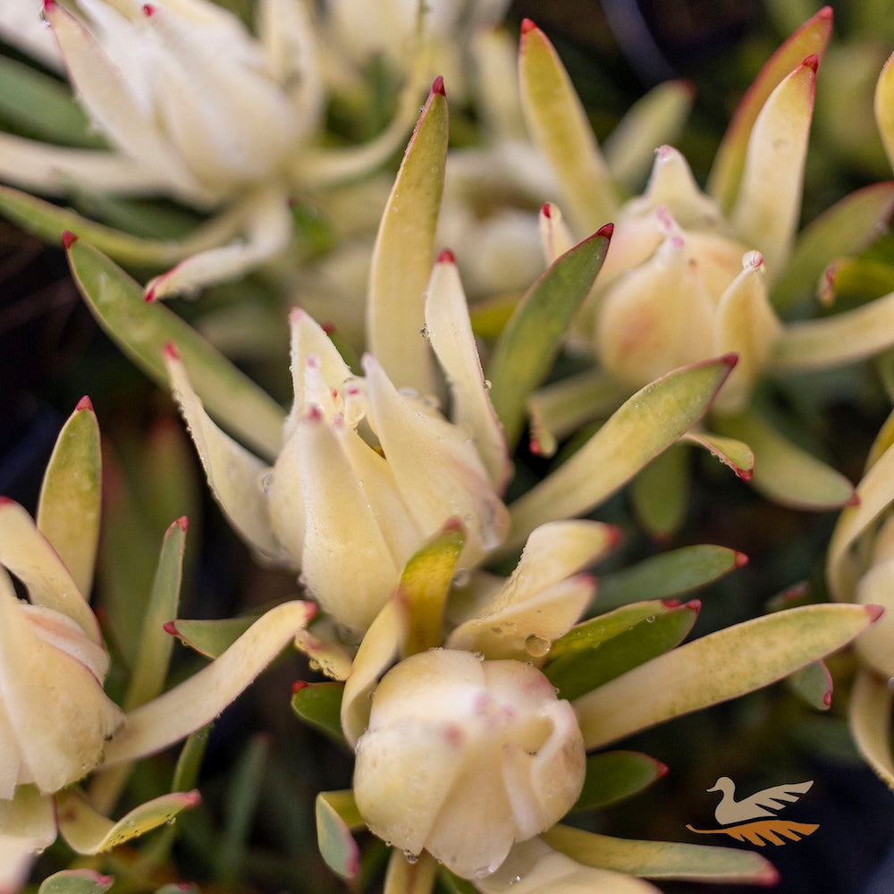 Leucadendron Fireglow - 14cm Pot