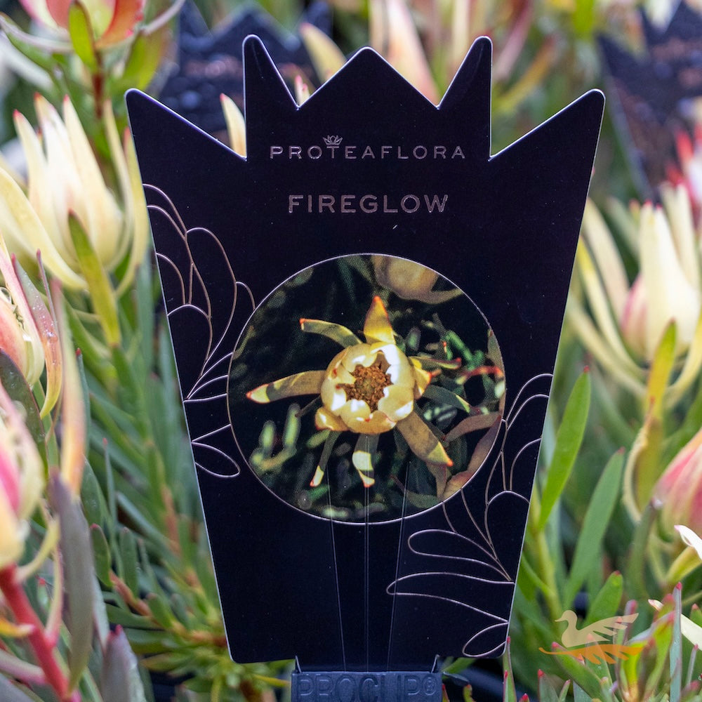 Leucadendron Fireglow - 14cm Pot