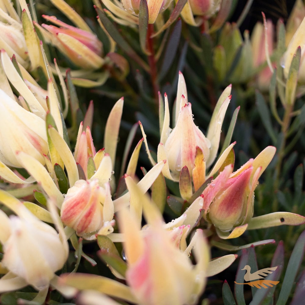 Leucadendron Fireglow - 14cm Pot