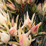 Leucadendron Fireglow - 14cm Pot