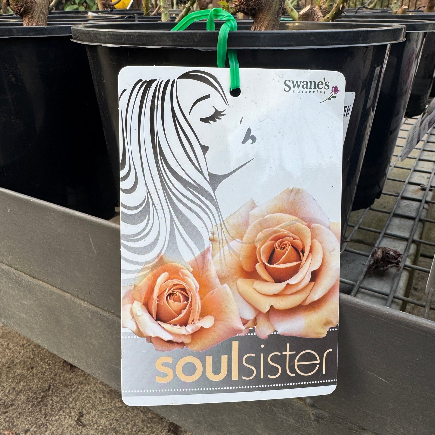 Standard Rose Soul Sister  - 2ft/60cm | 25cm Pot