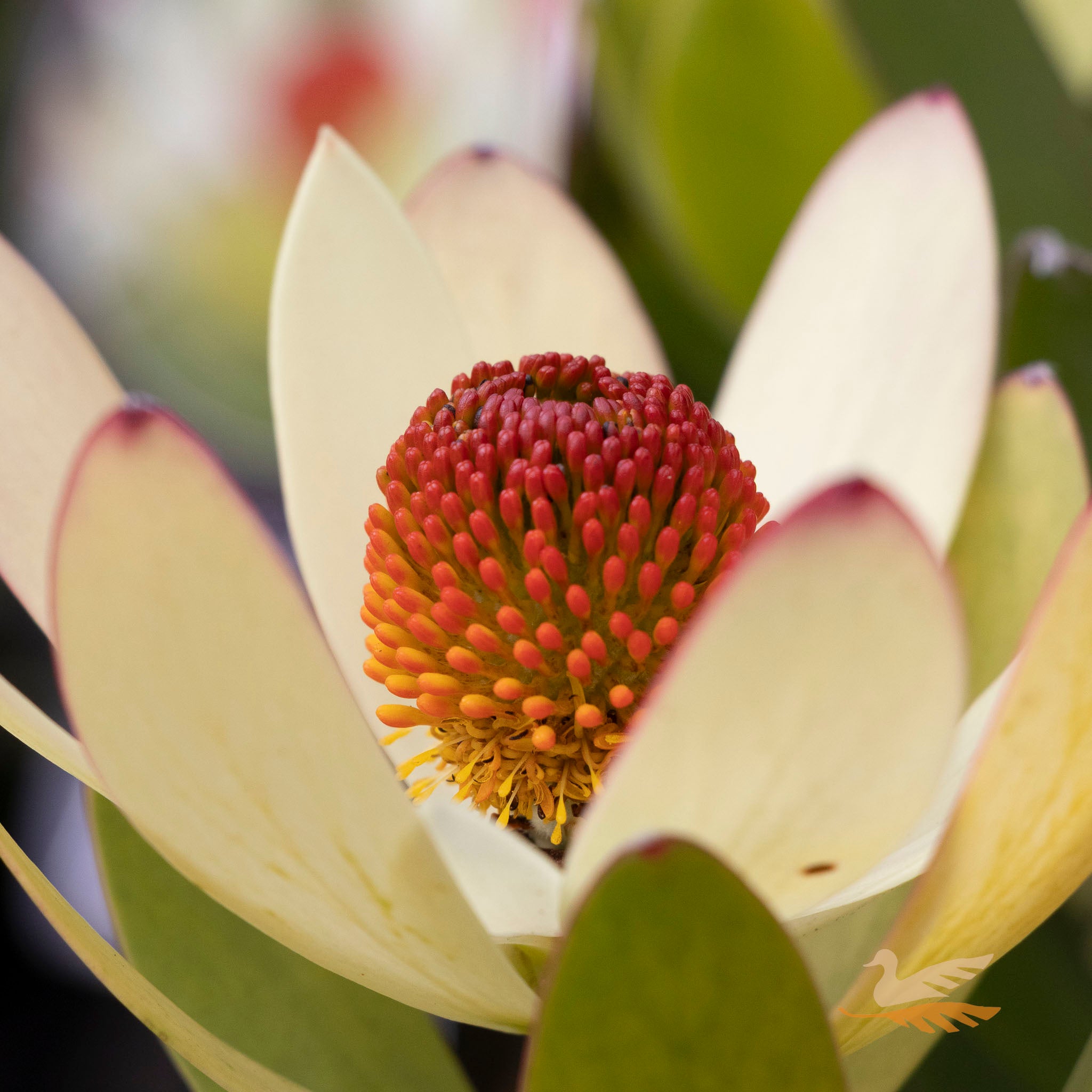 Leucadendron Summer Sun - 14cm Pot