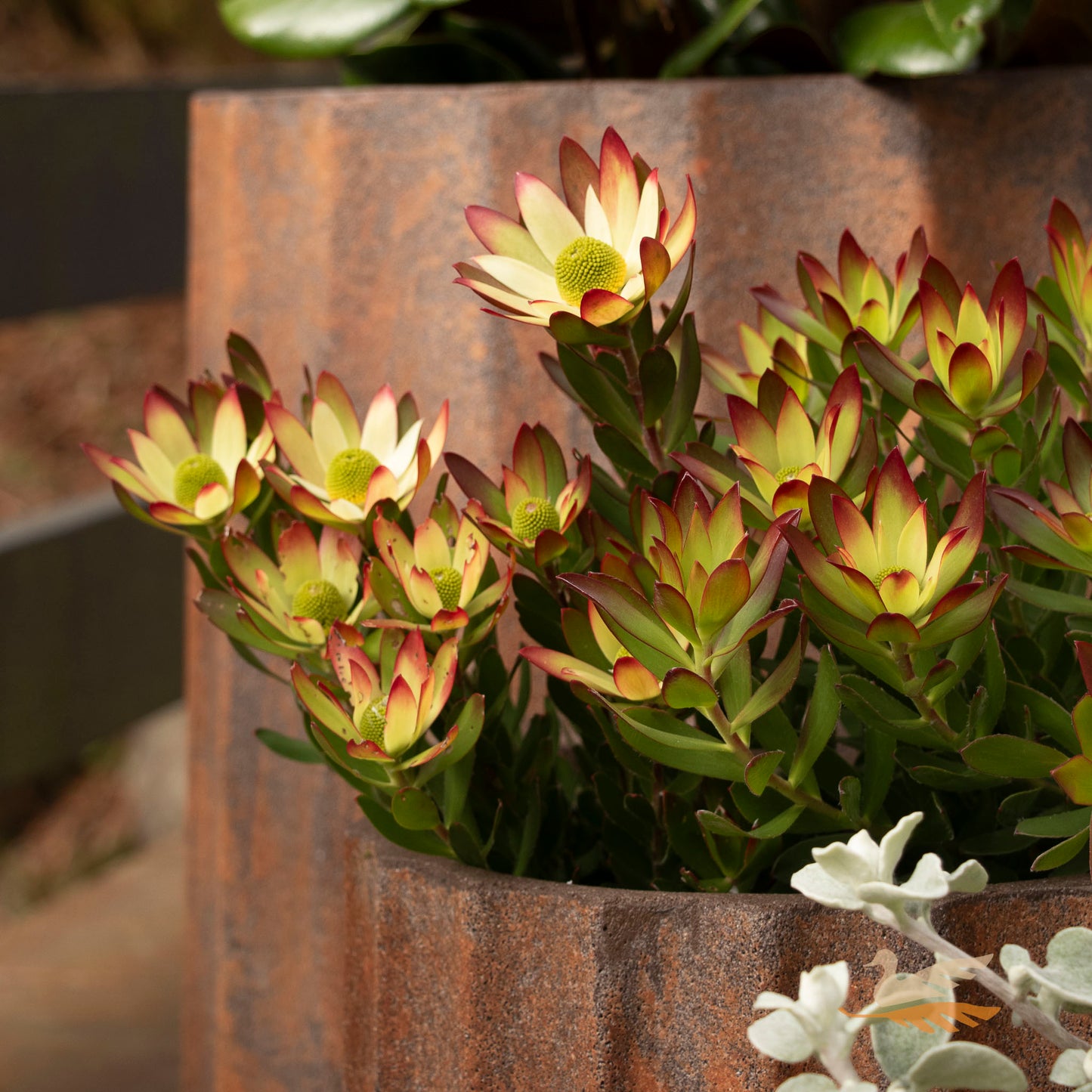 Leucadendron Summer Sun - 14cm Pot