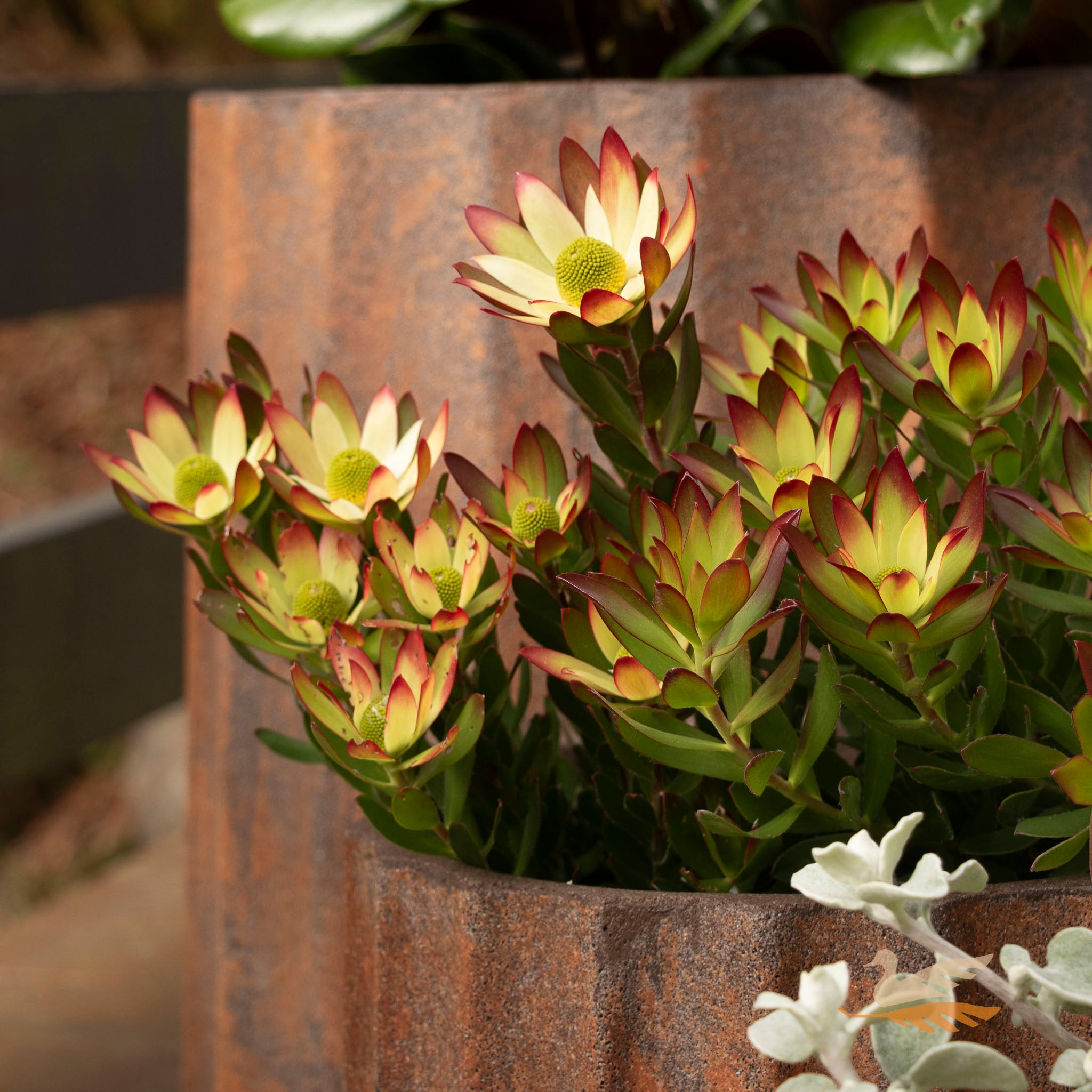 Leucadendron Summer Sun - 14cm Pot