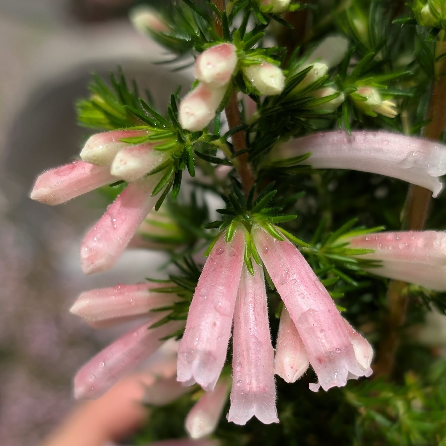 Erica Pink Pearl - 14cm Pot