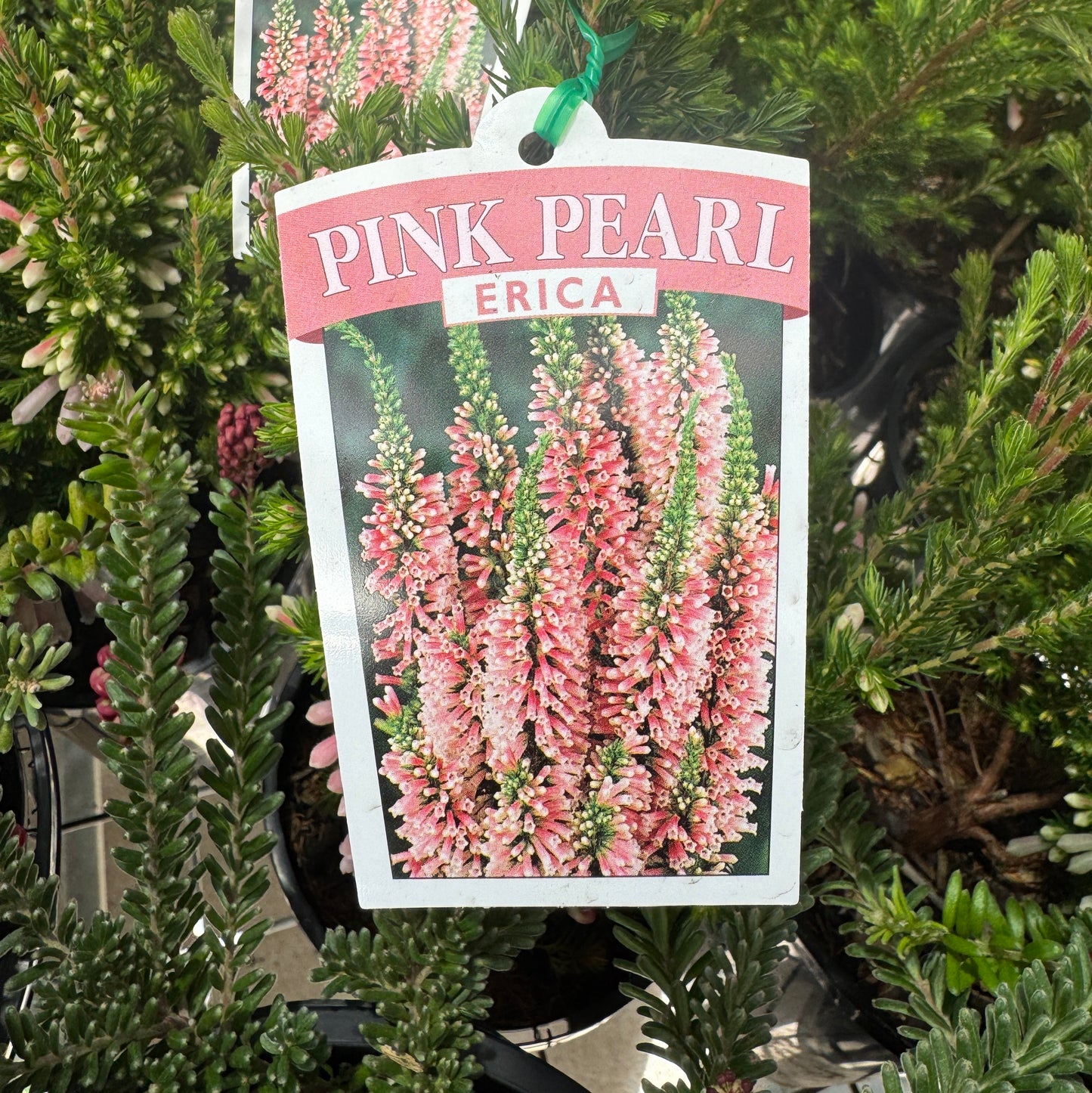 Erica Pink Pearl - 14cm Pot