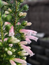 Erica Pink Pearl - 14cm Pot