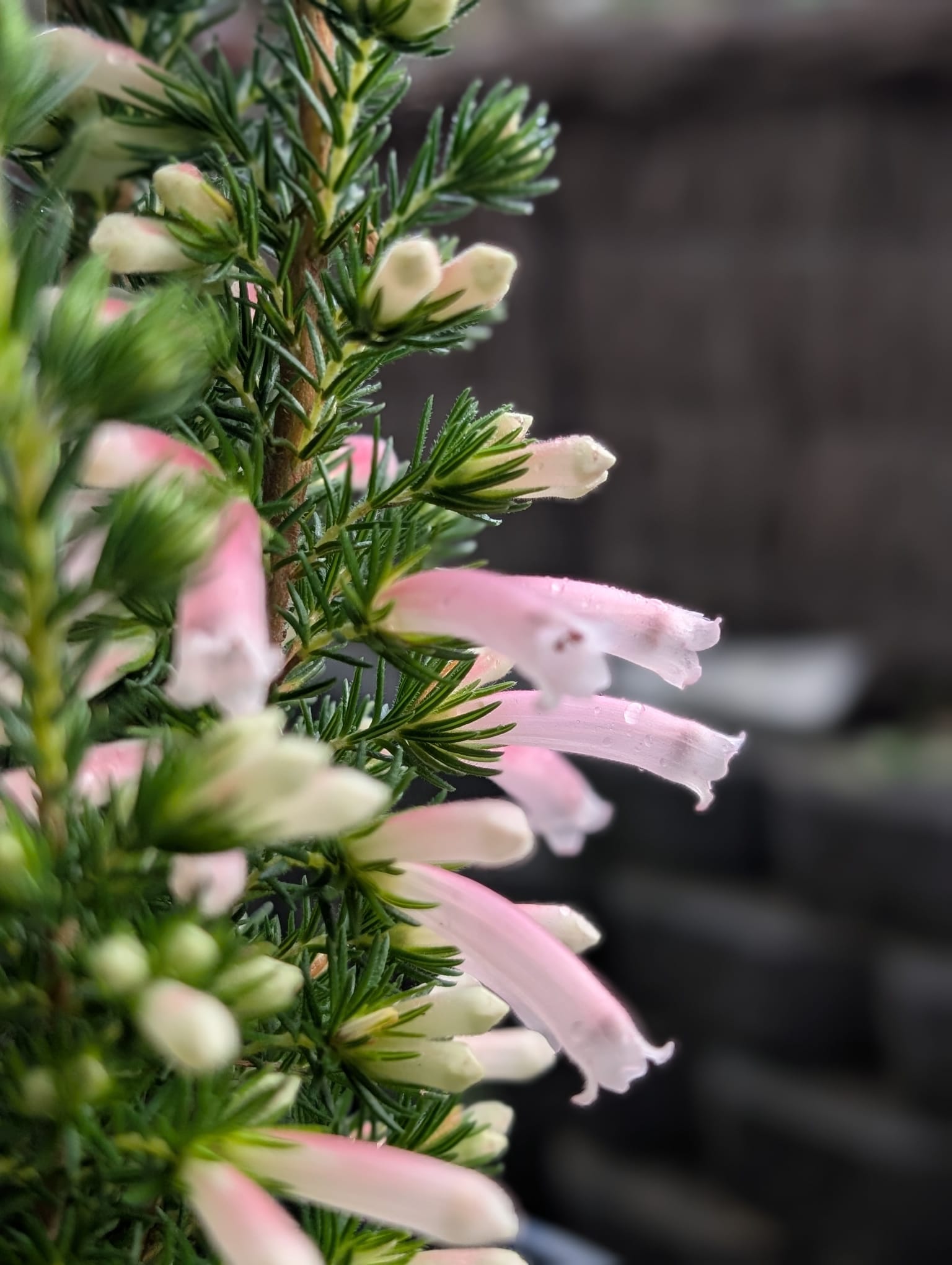Erica Pink Pearl - 14cm Pot