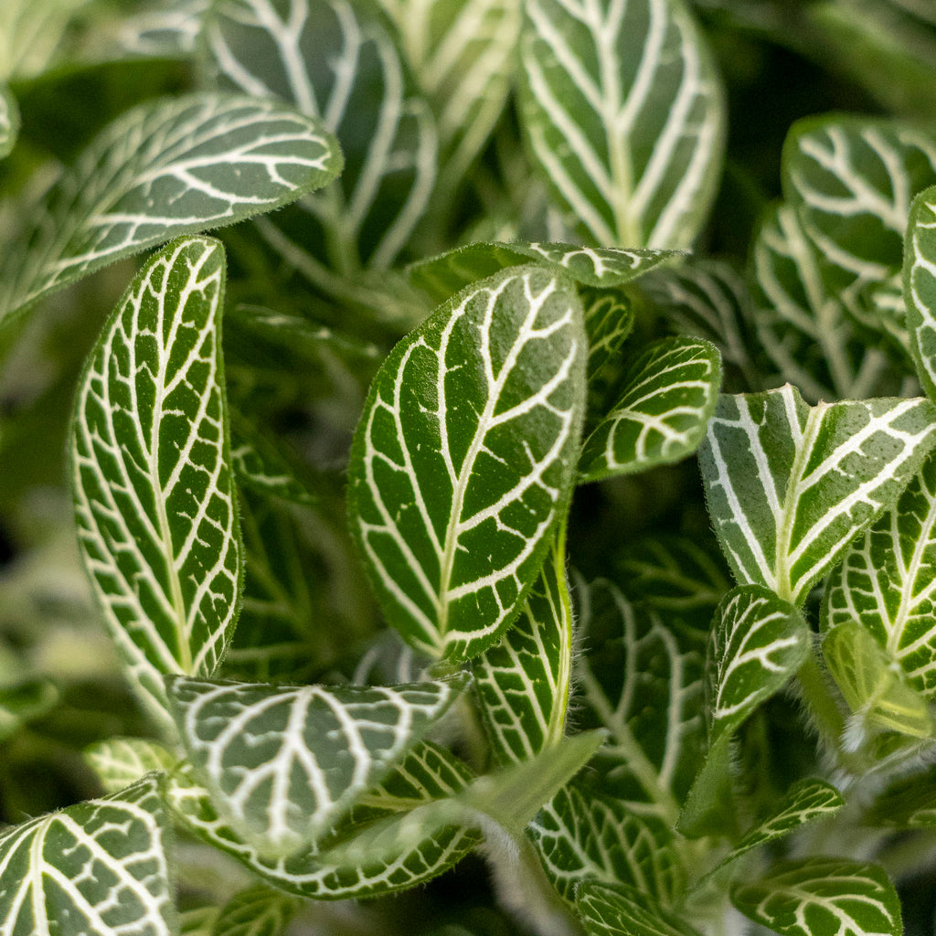 Fittonia Minima White Nerve Plant - 13cm Pot