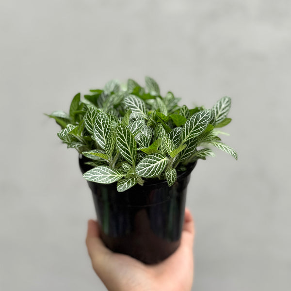 Fittonia Minima White Nerve Plant - 13cm Pot