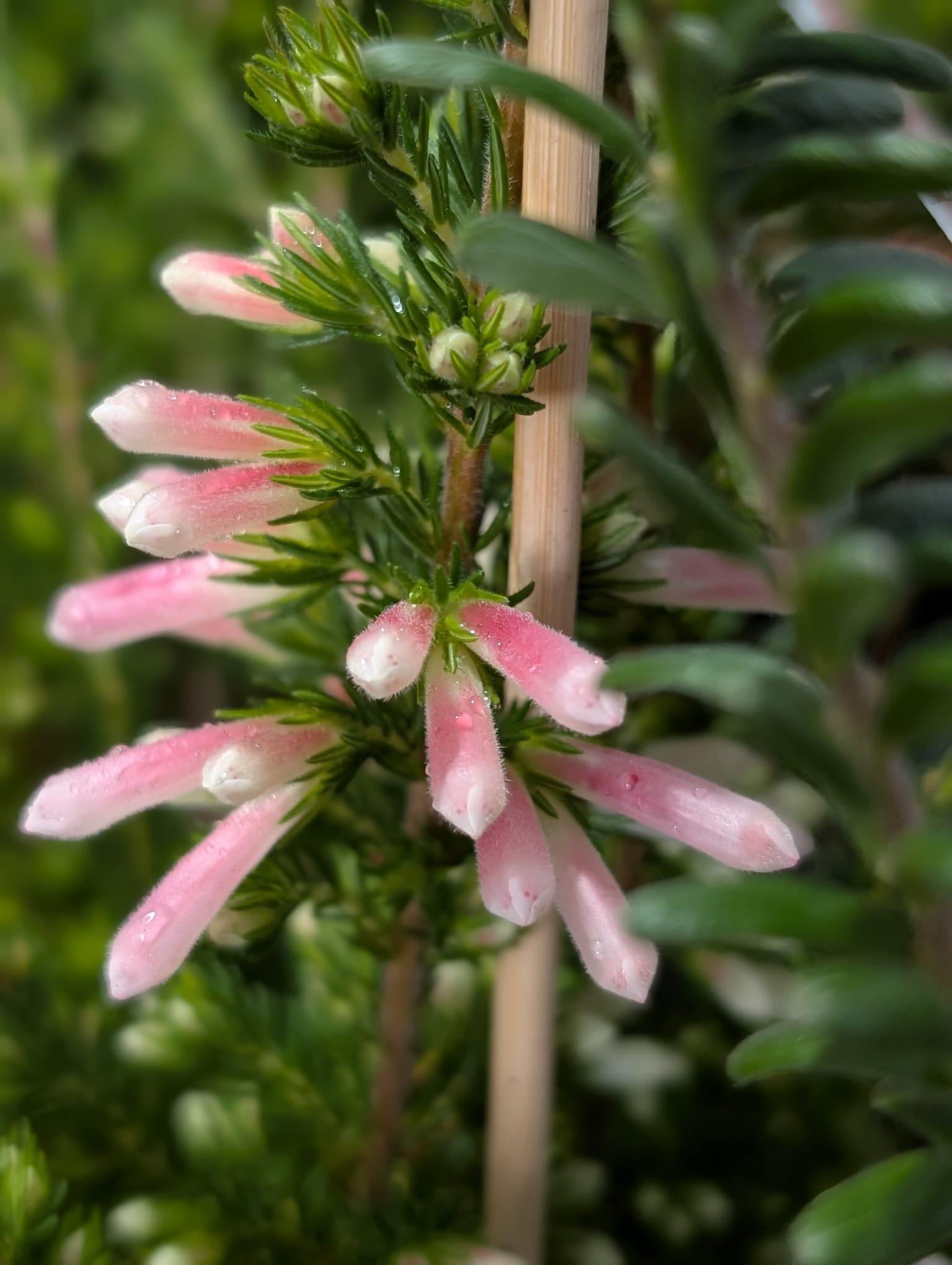Erica Pink Pearl - 14cm Pot