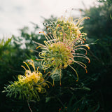 Grevillea Peaches & Cream - 20cm Pot