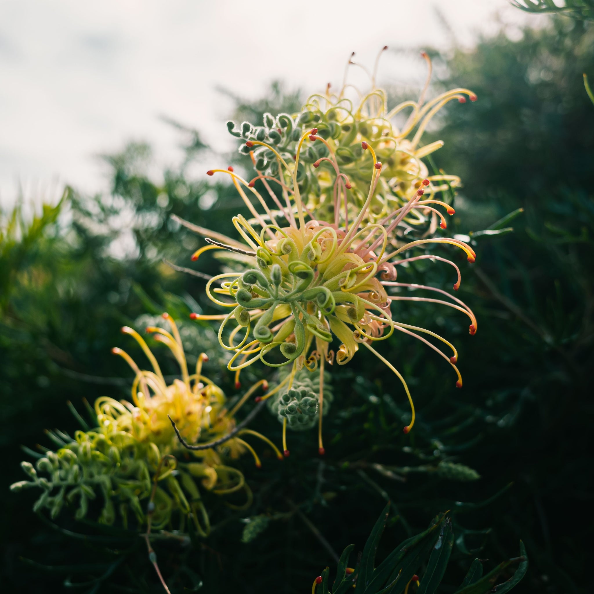 Grevillea Peaches & Cream - 20cm Pot