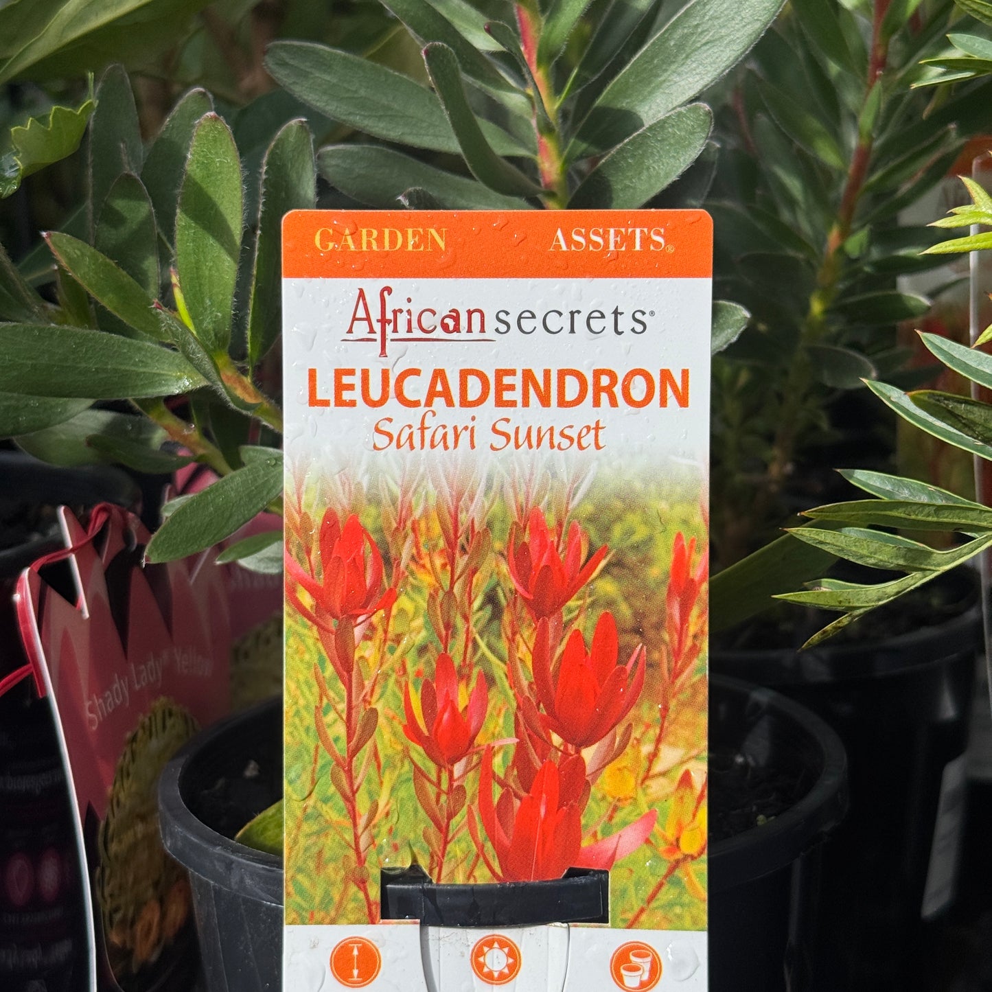 Leucadendron Safari Sunset - 14cm Pot