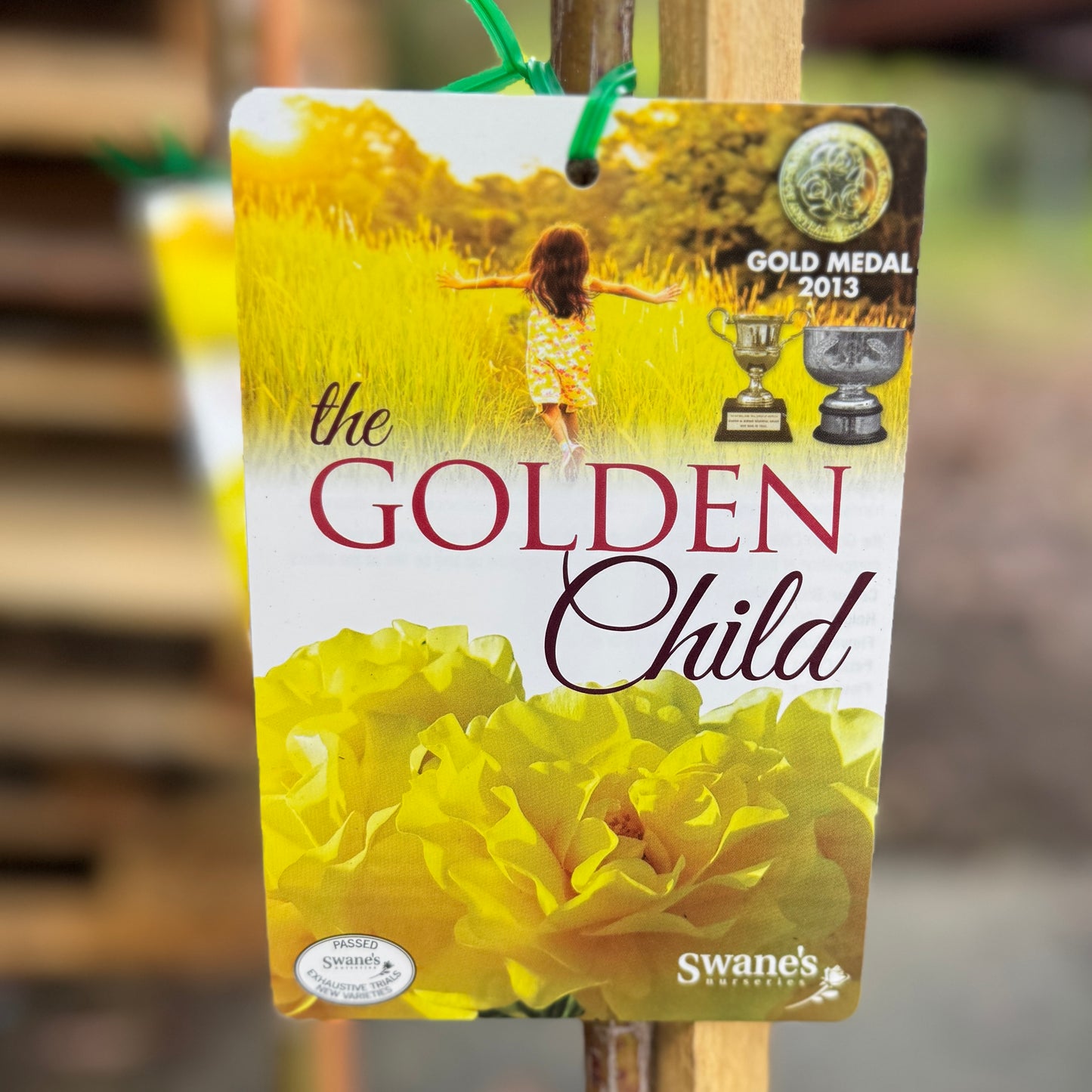 Standard Rose The Golden Child - 2ft/60cm | 25cm Pot