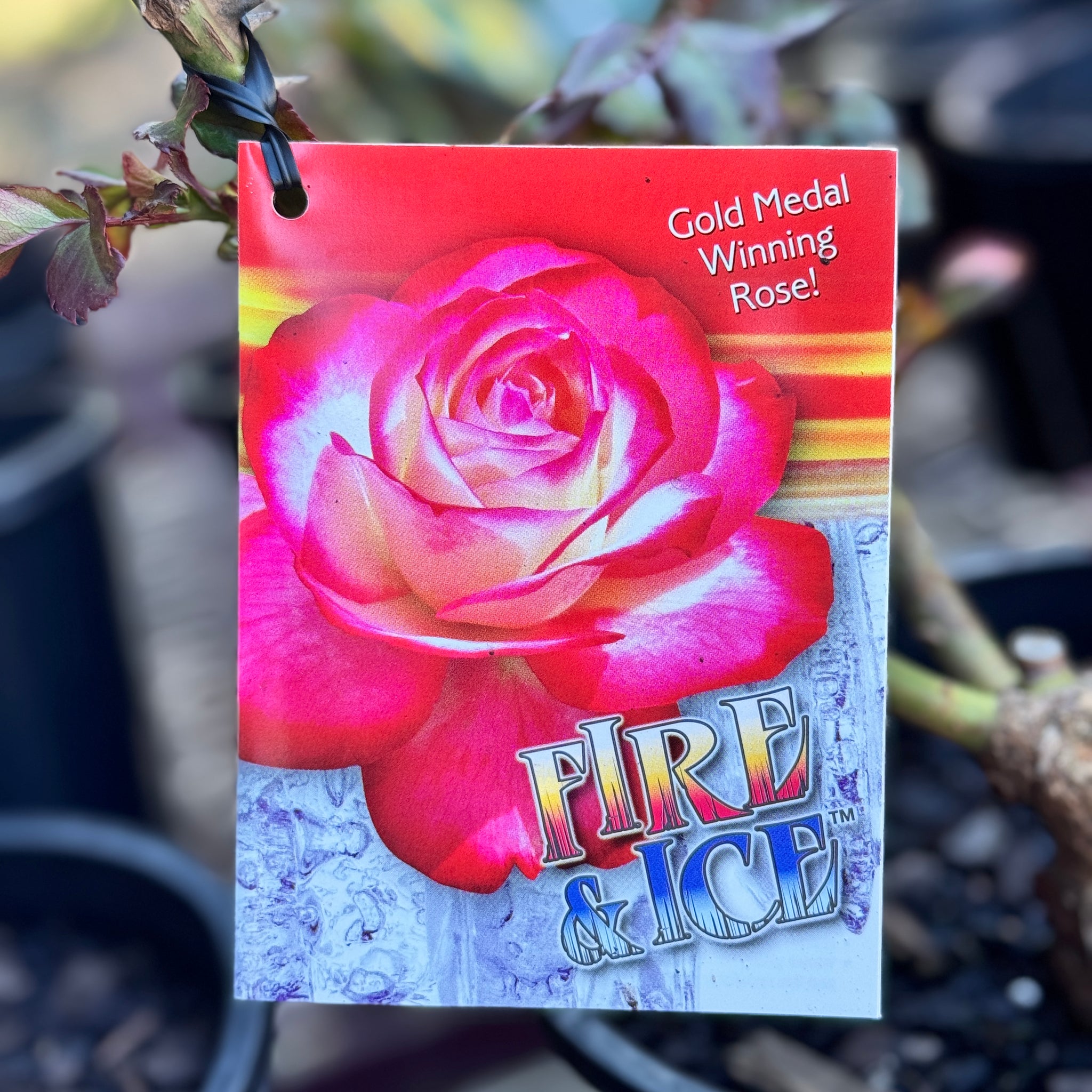 Standard Rose Fire 'n Ice 2ft/60cm | 25cm Pot