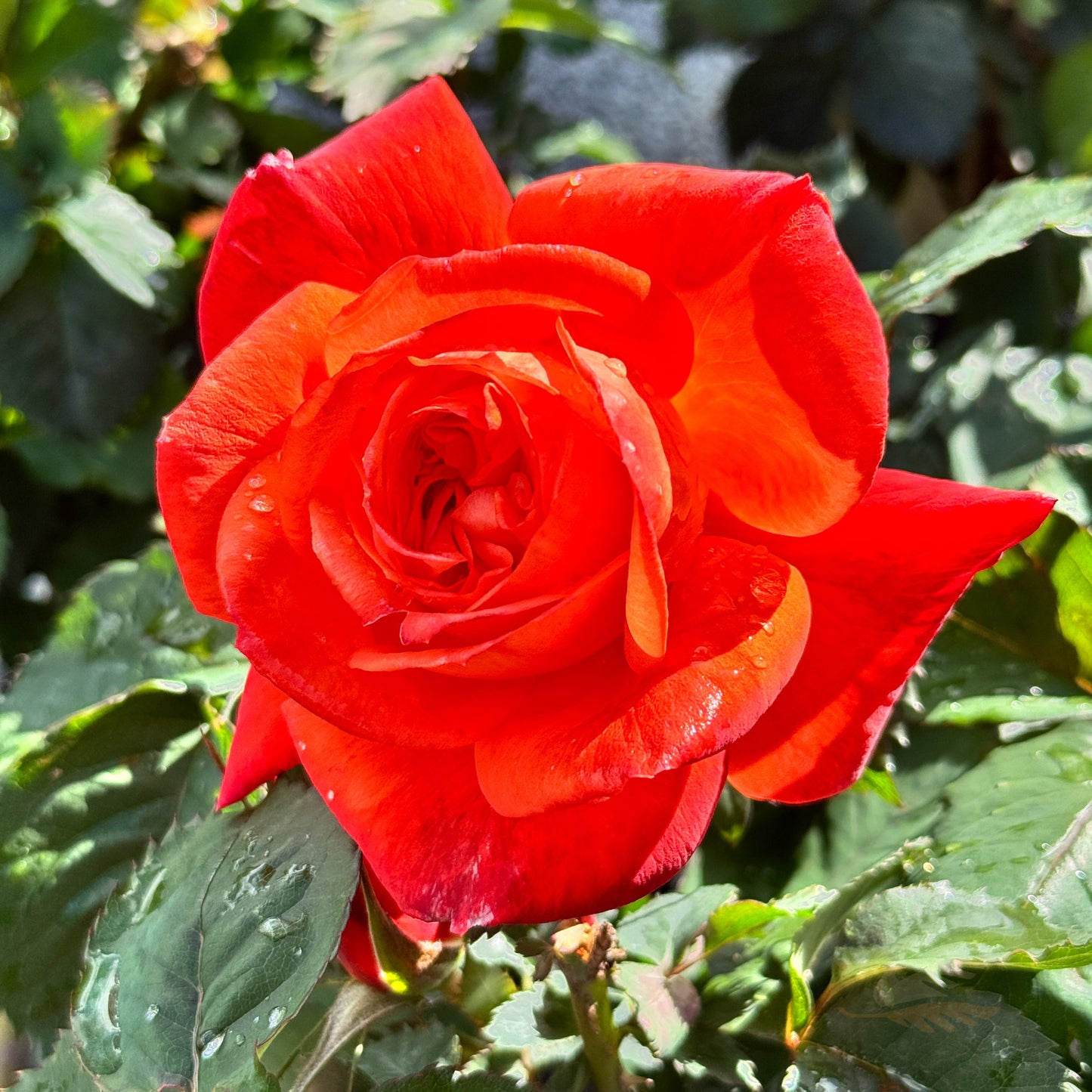 Standard Rose Fearless - 2ft/60cm | 25cm Pot