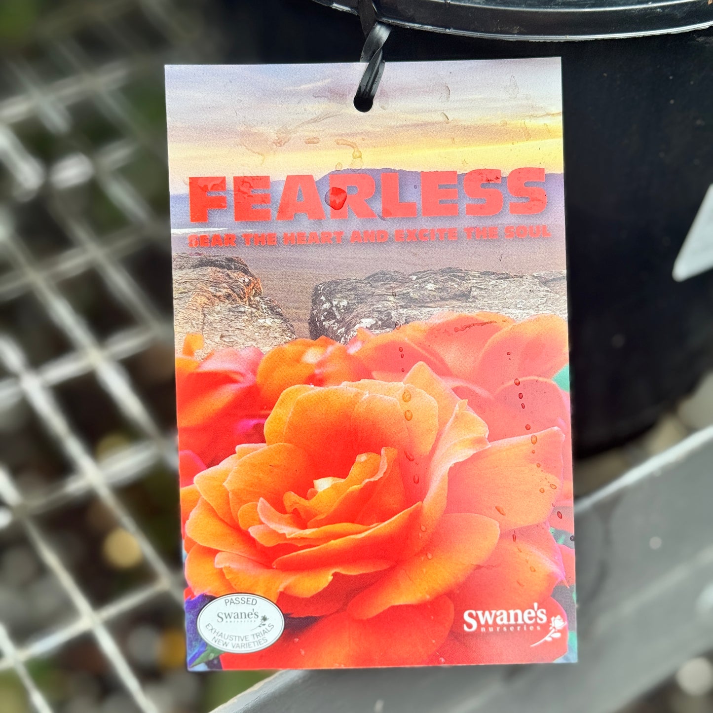 Standard Rose Fearless - 2ft/60cm | 25cm Pot
