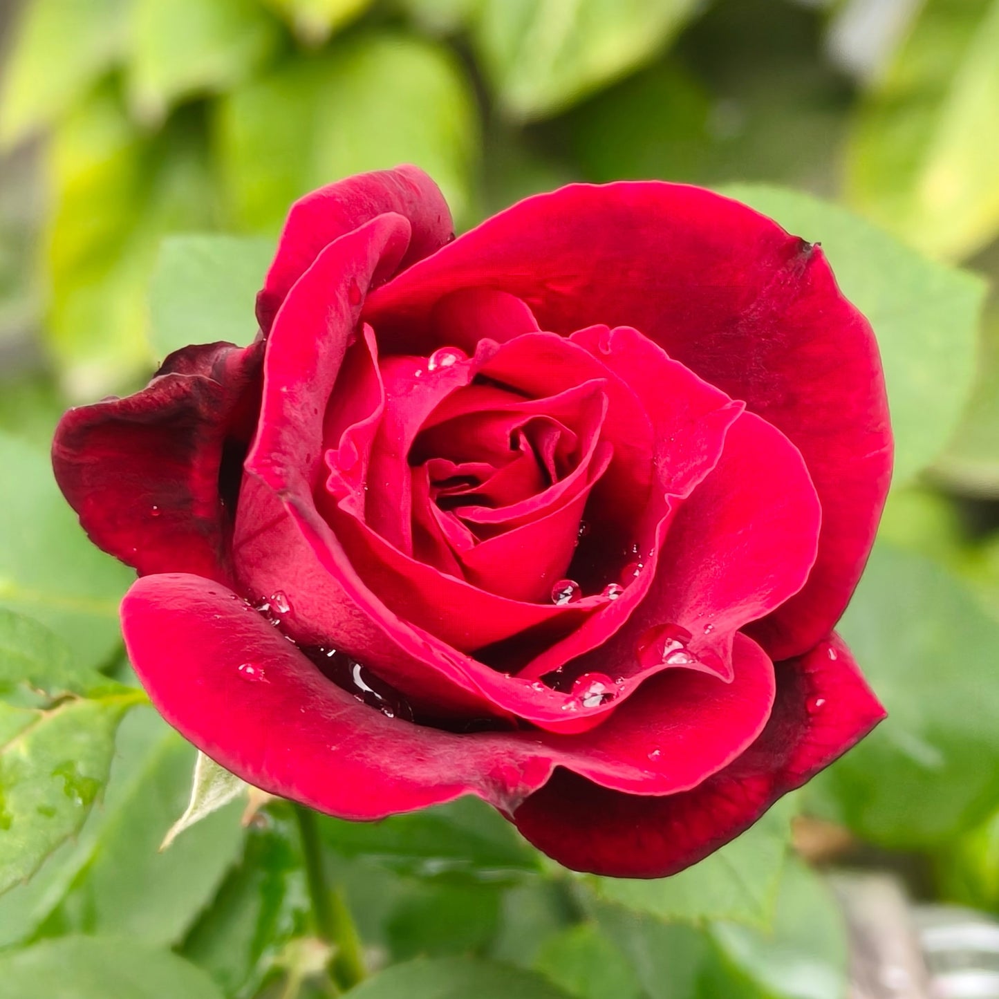 Standard Rose Father's Love - 2ft/60cm | 25cm Pot