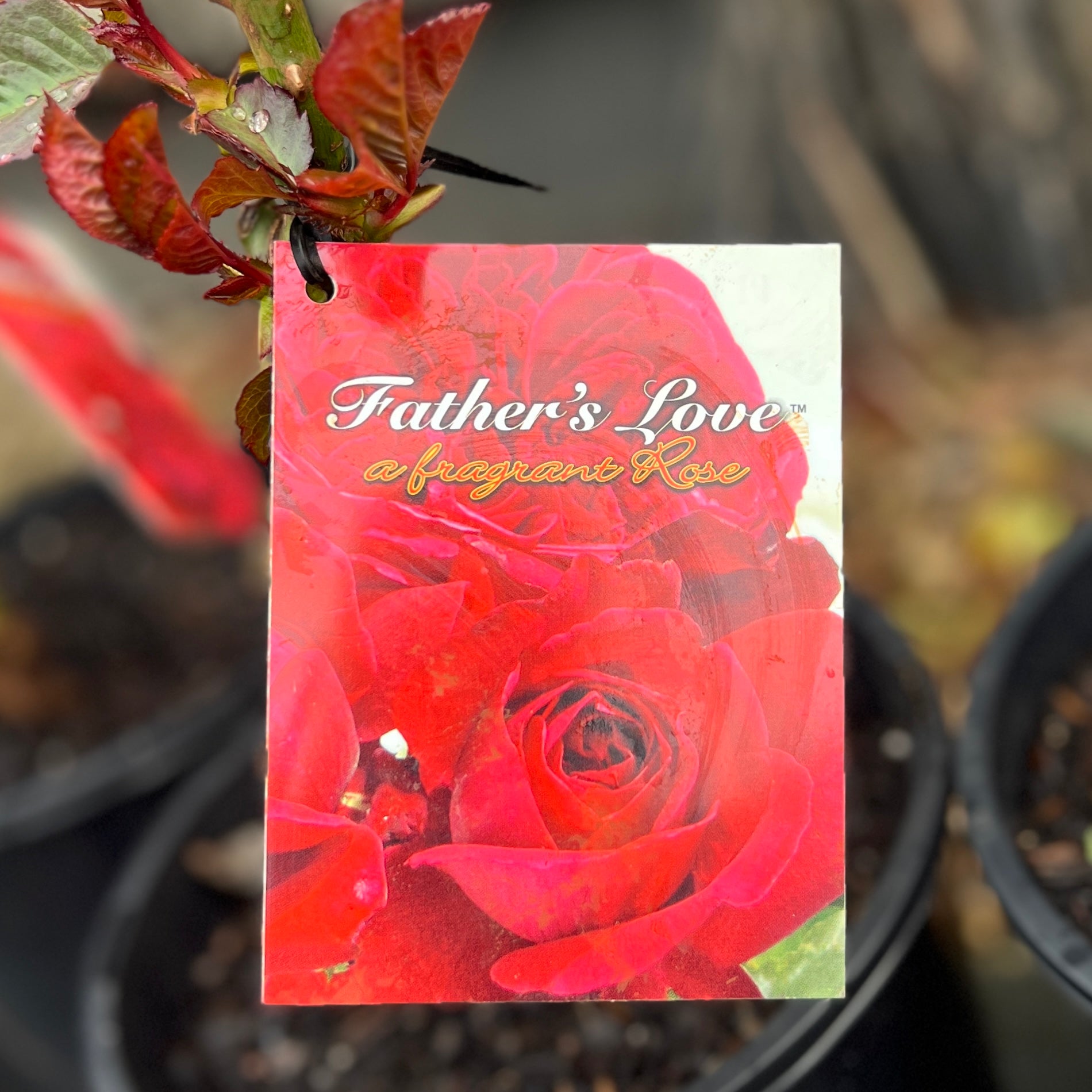Standard Rose Father's Love - 2ft/60cm | 25cm Pot