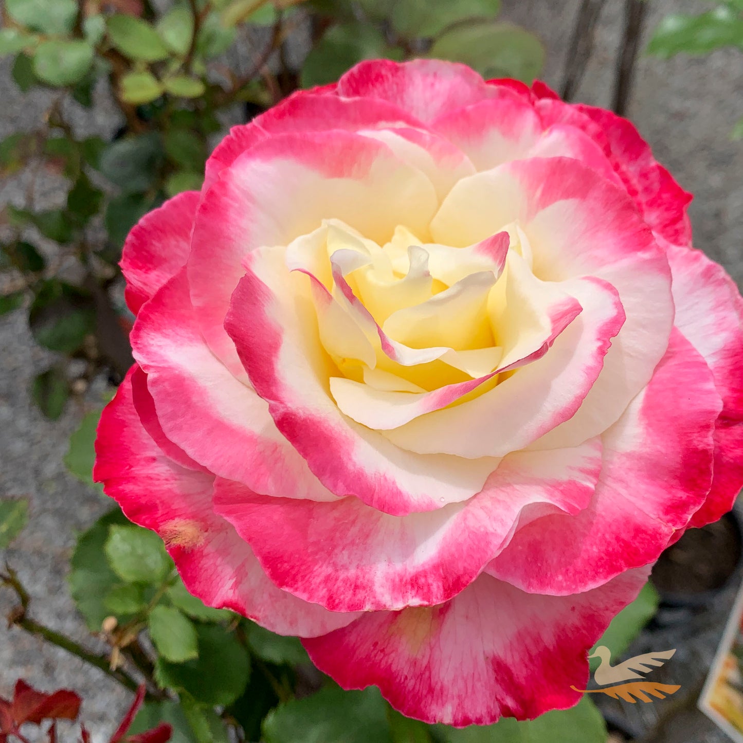Standard Rose Double Delight - 2ft/60cm | 25cm Pot