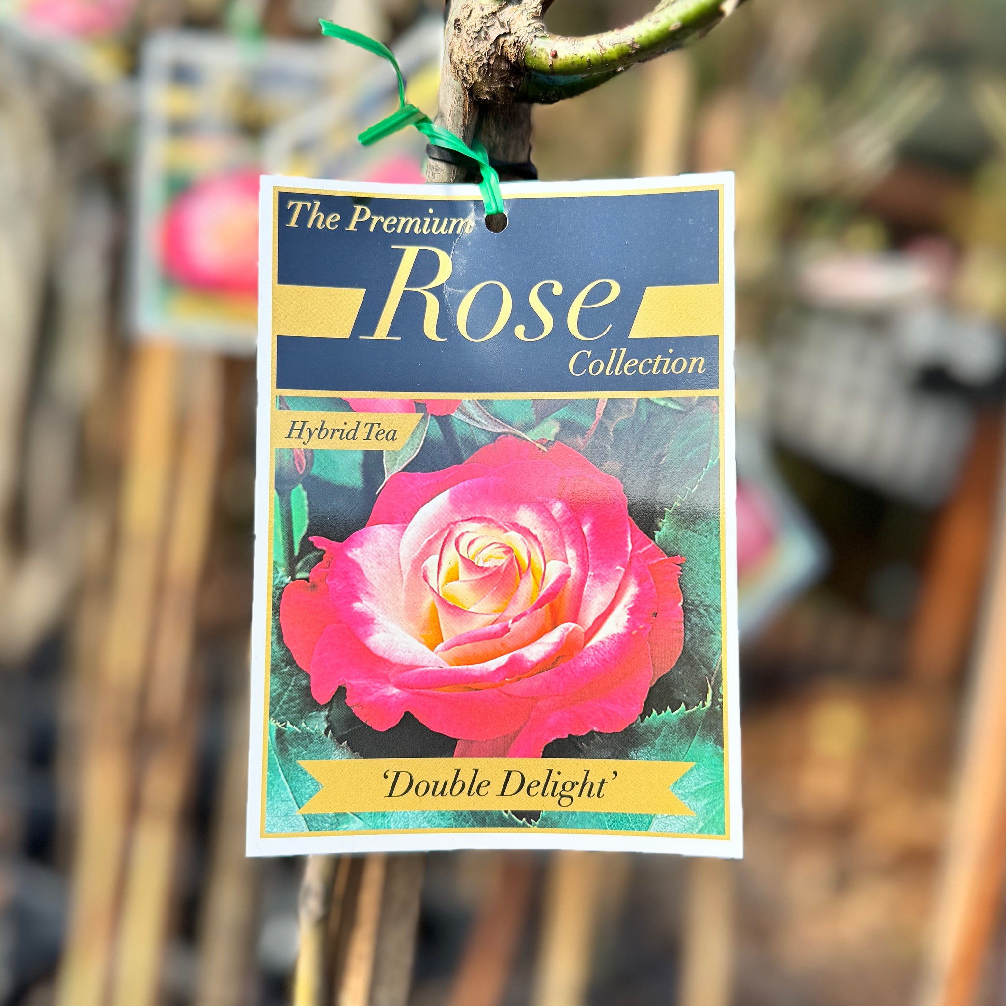 Standard Rose Double Delight - 2ft/60cm | 25cm Pot