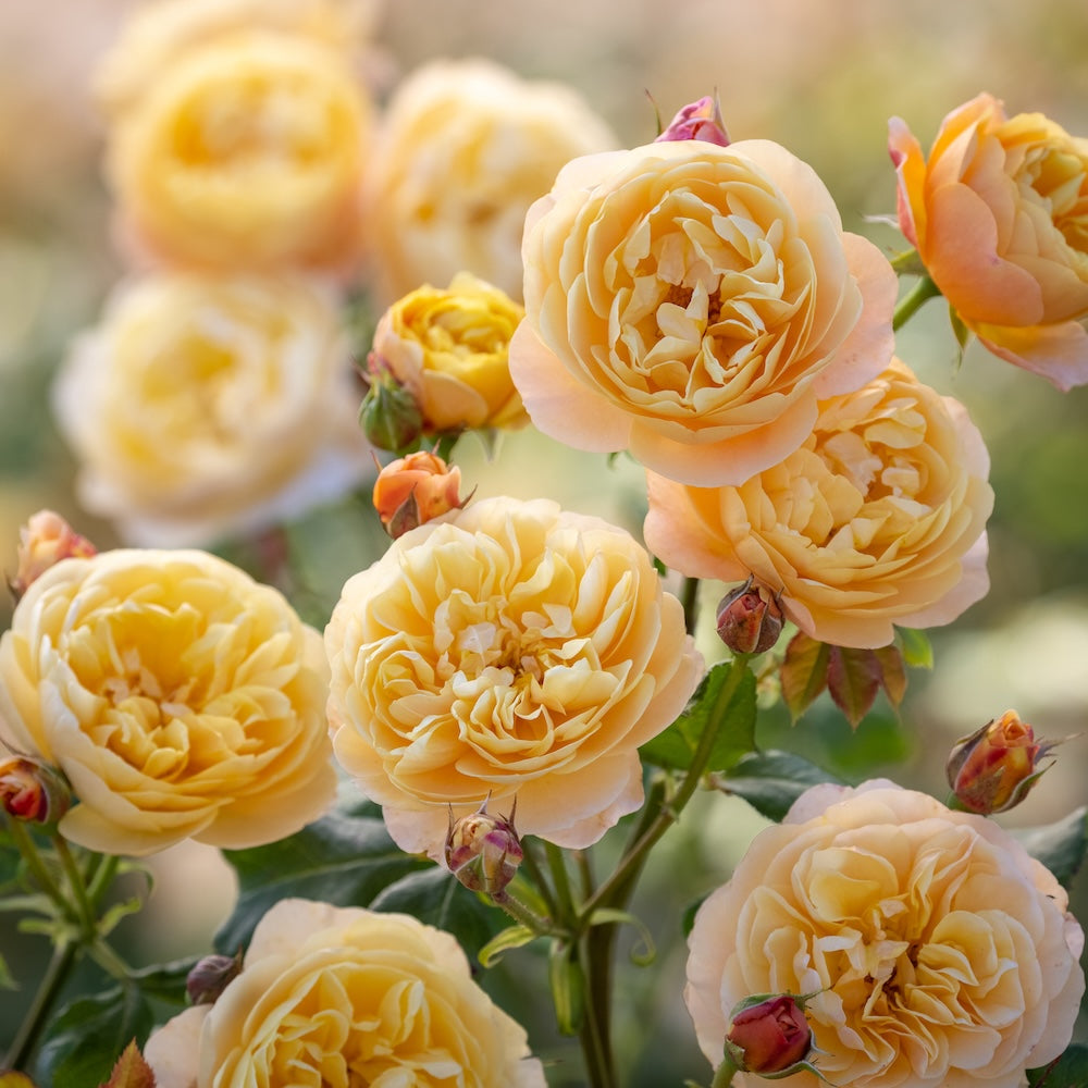 Standard Rose David Austin Roald Dahl - 90cm/3ft | 25cm Pot