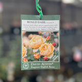 Standard Rose David Austin Roald Dahl - 90cm/3ft | 25cm Pot