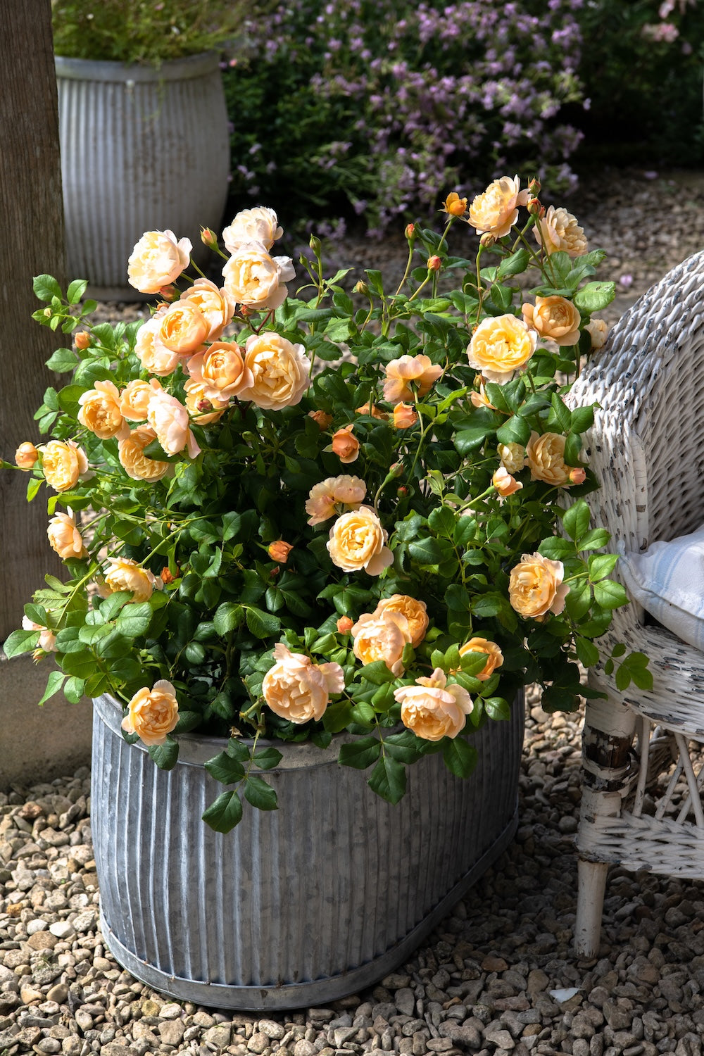David Austin Bush Rose Roald Dahl - 20cm Pot