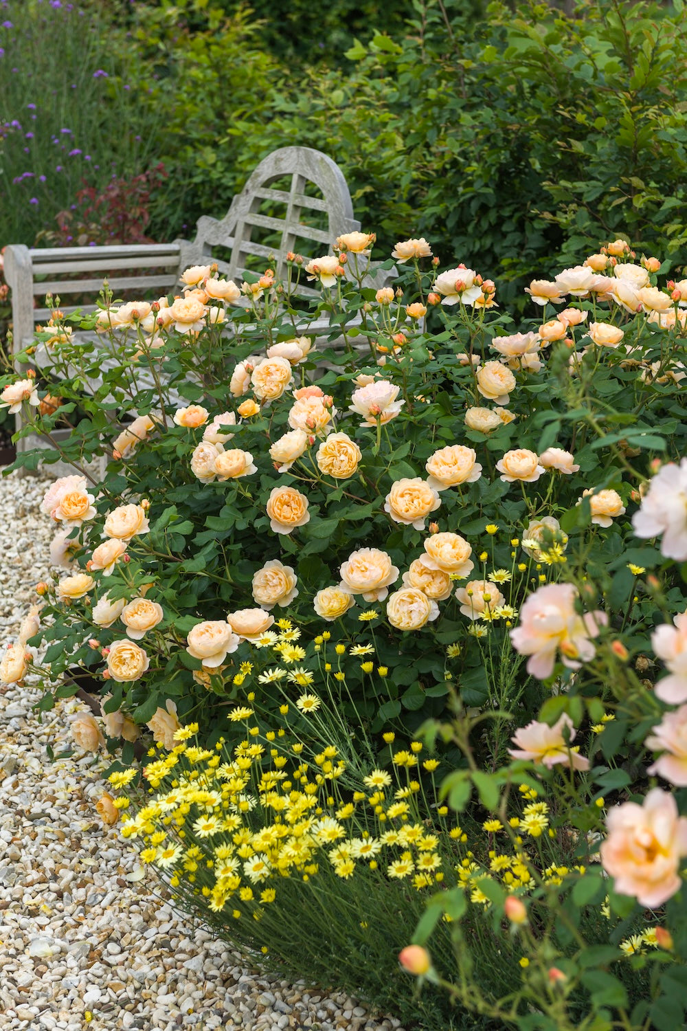David Austin Bush Rose Roald Dahl - 20cm Pot