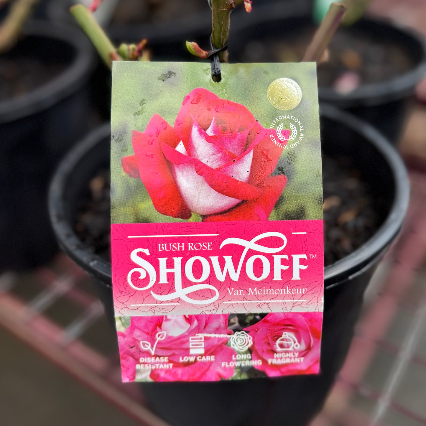 Bush Rose Show Off - 20cm Pot