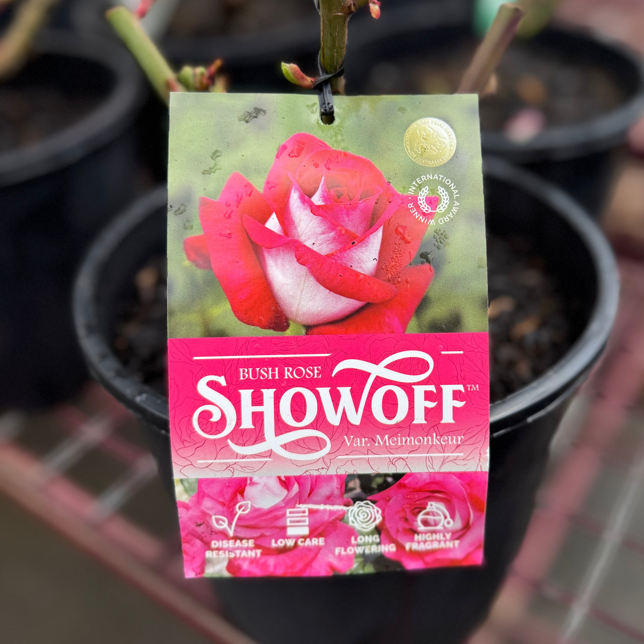 Bush Rose Show Off - 20cm Pot