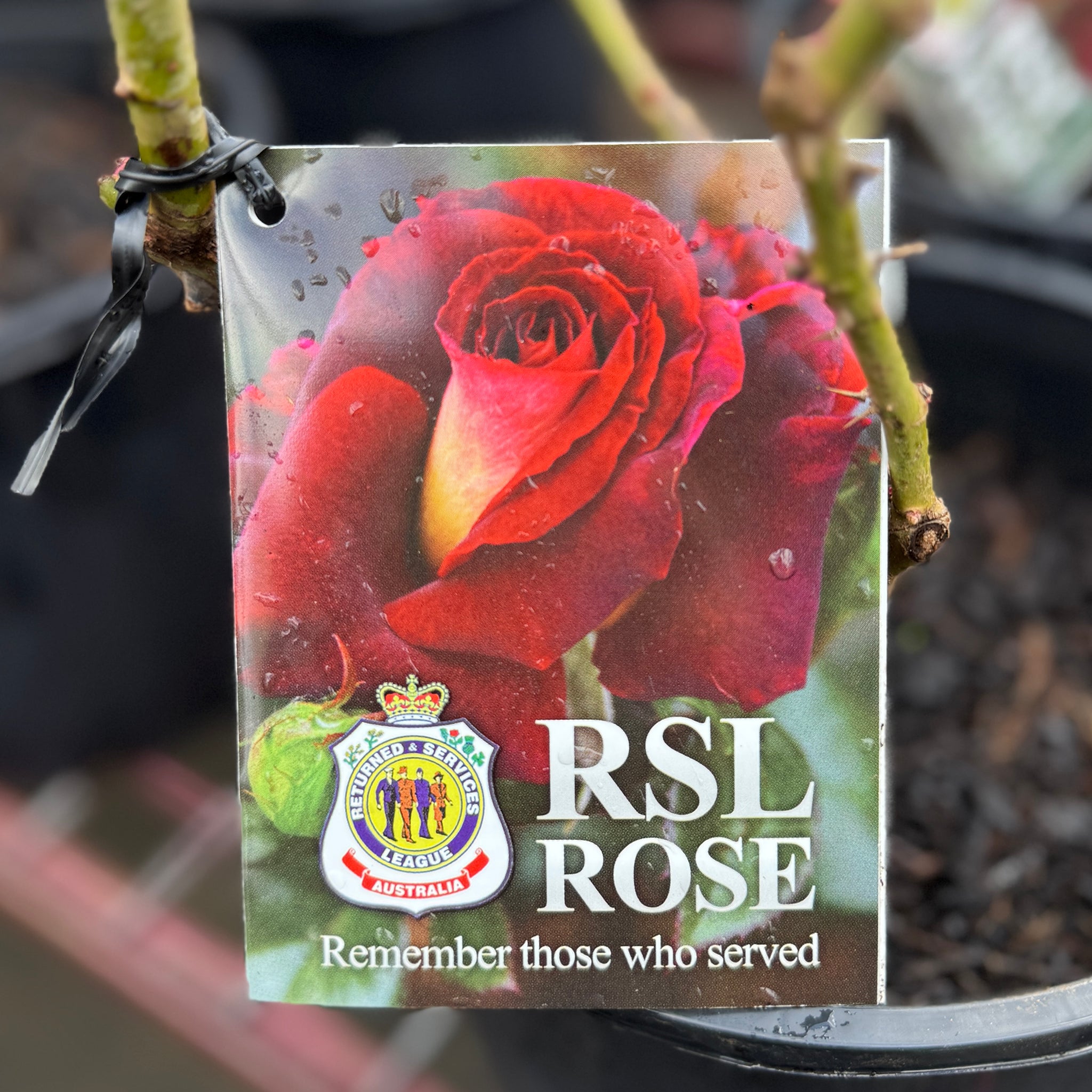 Bush Rose R.S.L Rose - 20cm Pot