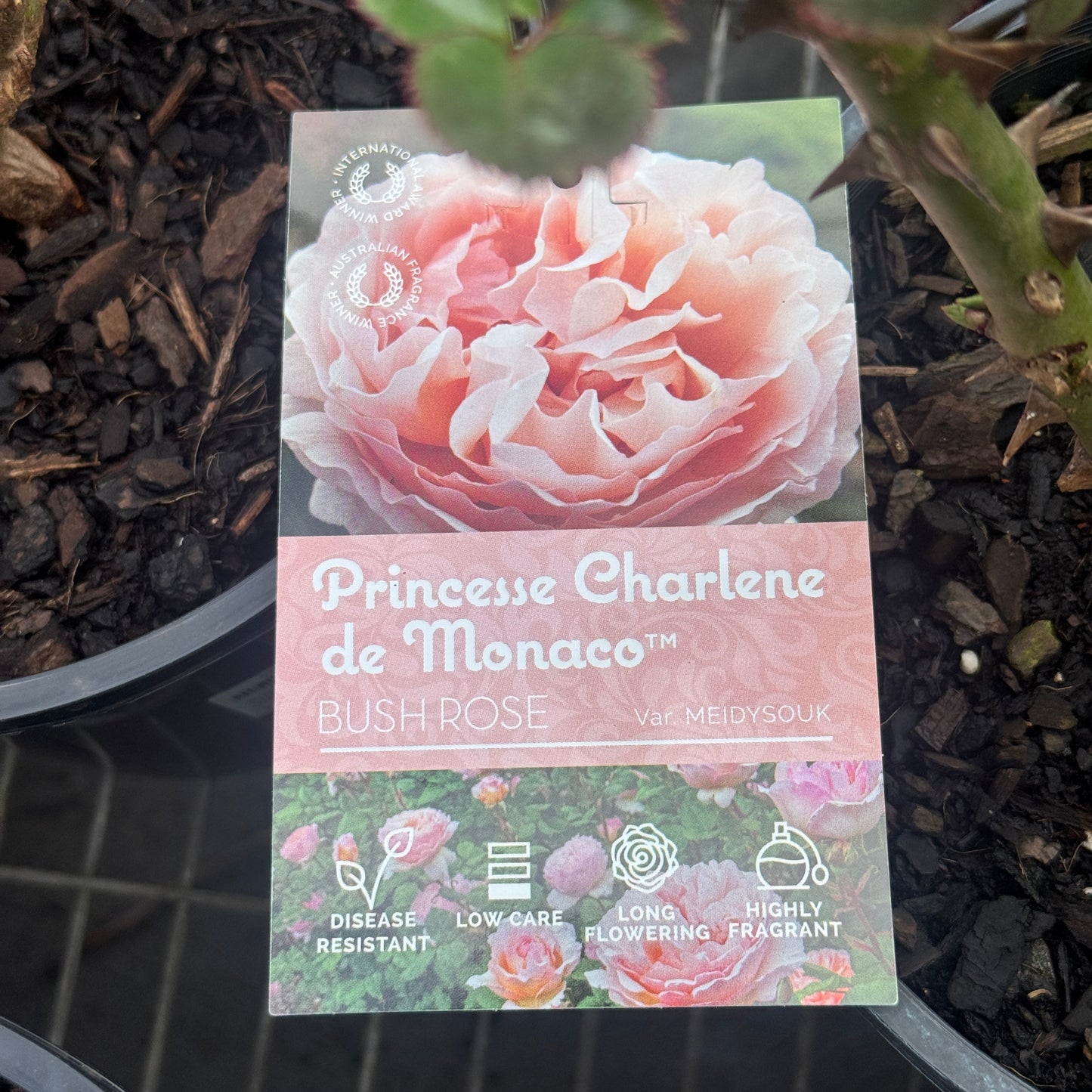 Bush Rose Princess Charlene De Monaco - 20cm Pot