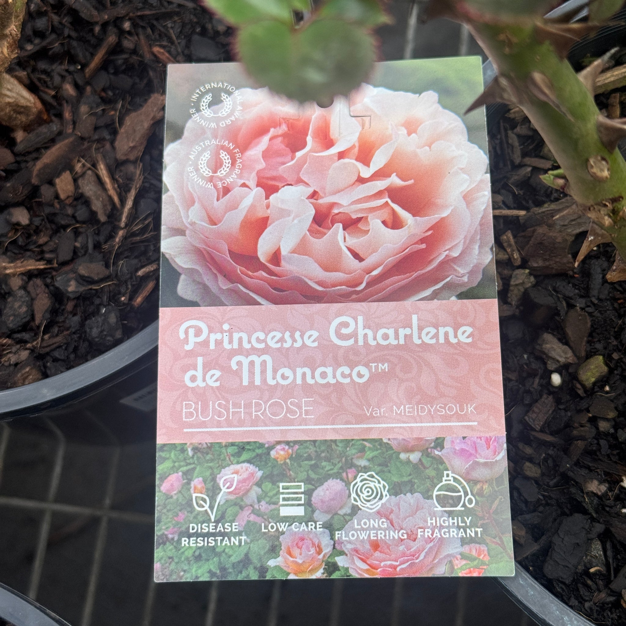 Bush Rose Princess Charlene De Monaco - 20cm Pot