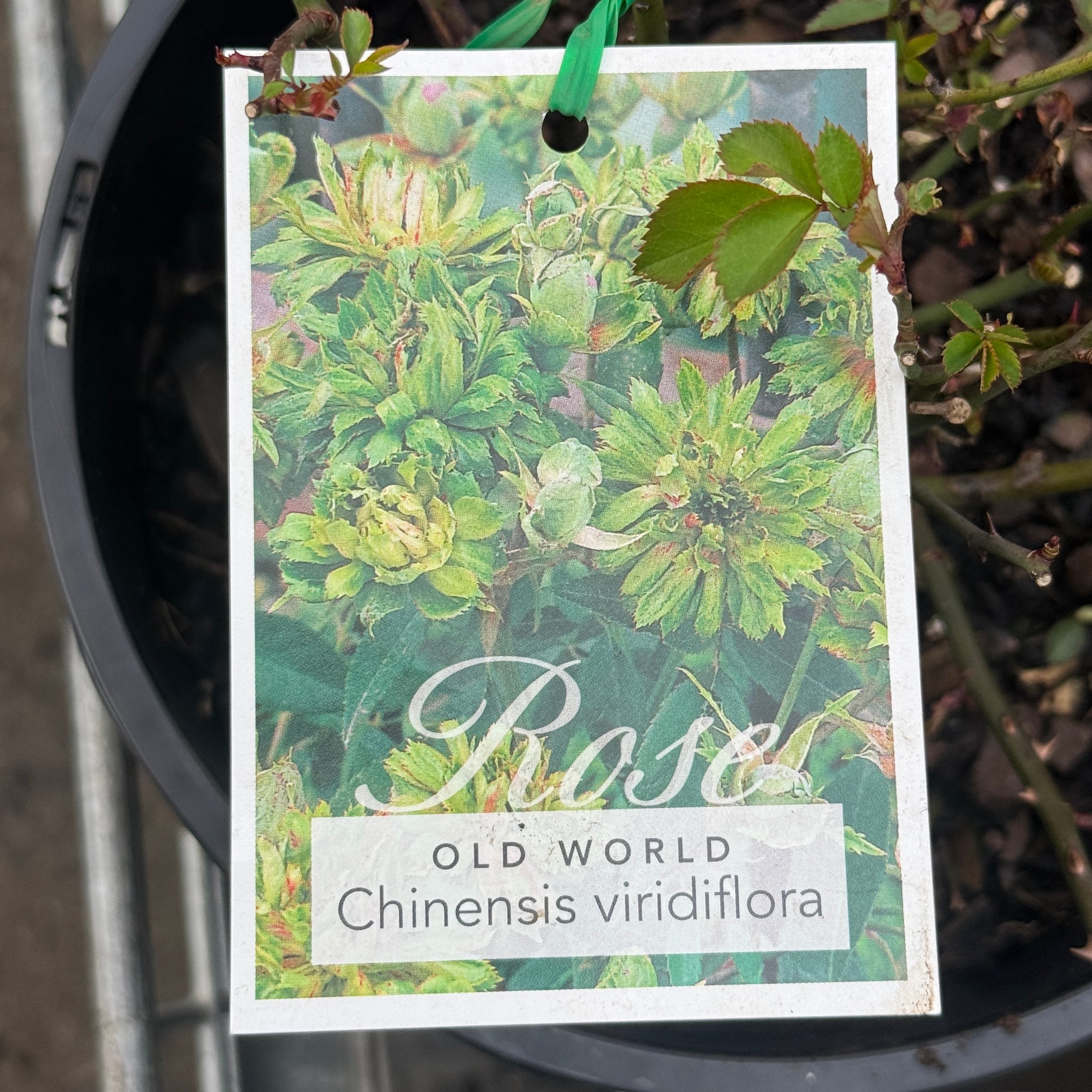 Bush Rose Viridiflora - 20cm Pot