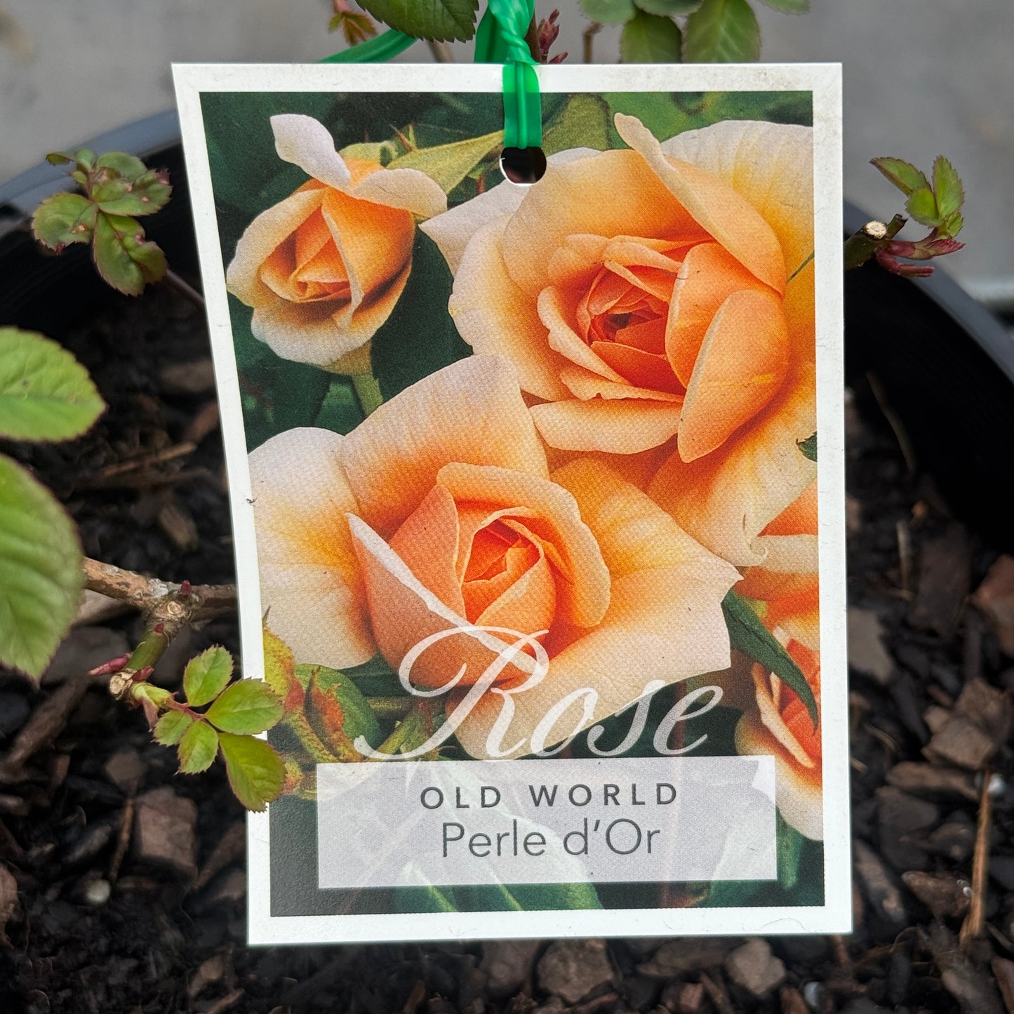 Bush Rose Perle D'or - 20cm Pot