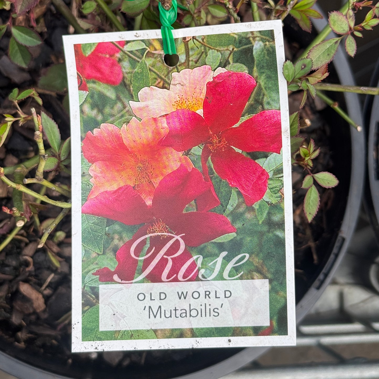 Bush Rose Mutabilis - 20cm Pot