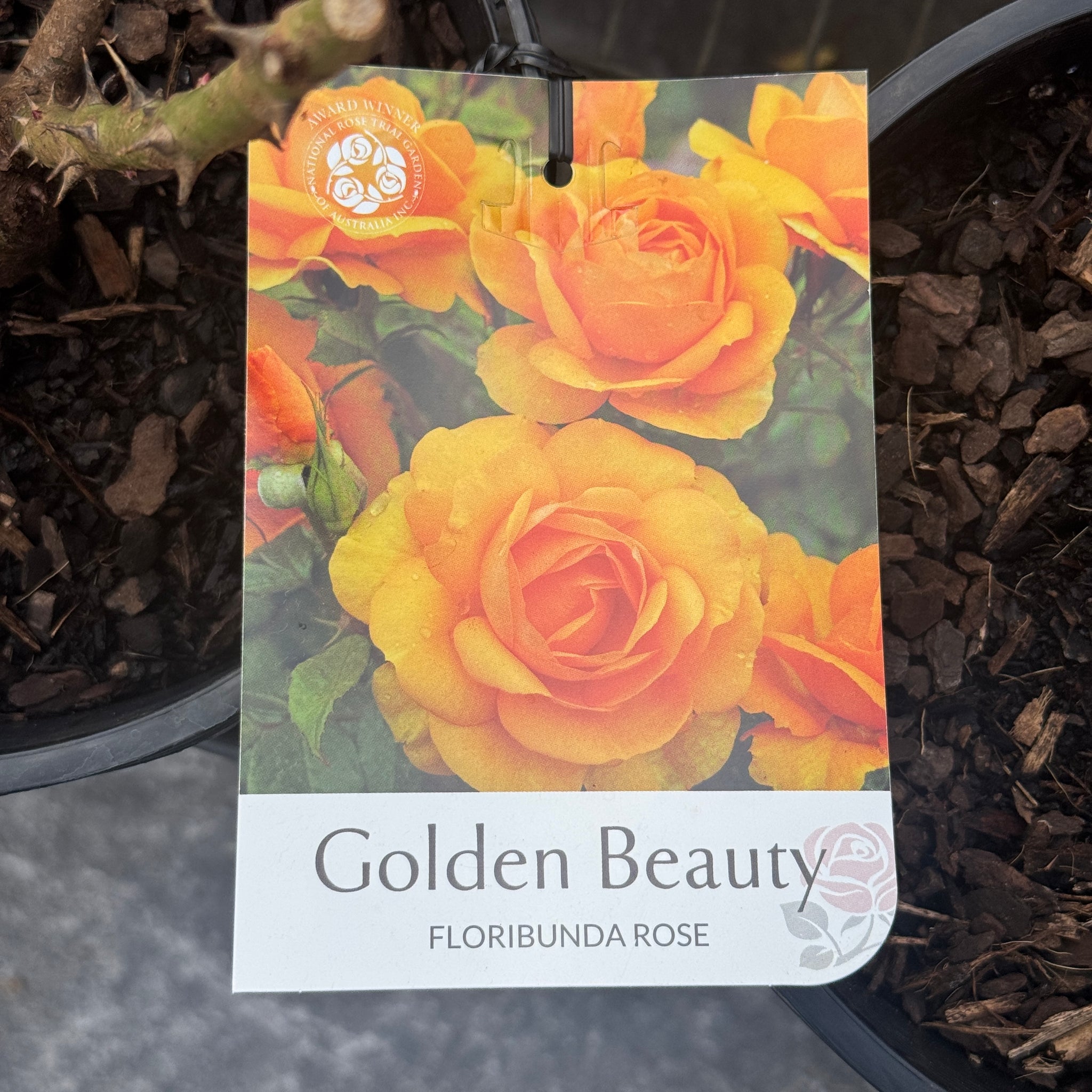 Bush Rose Golden Beauty - 20cm Pot