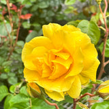 Standard Rose The Golden Child - 2ft/60cm | 25cm Pot