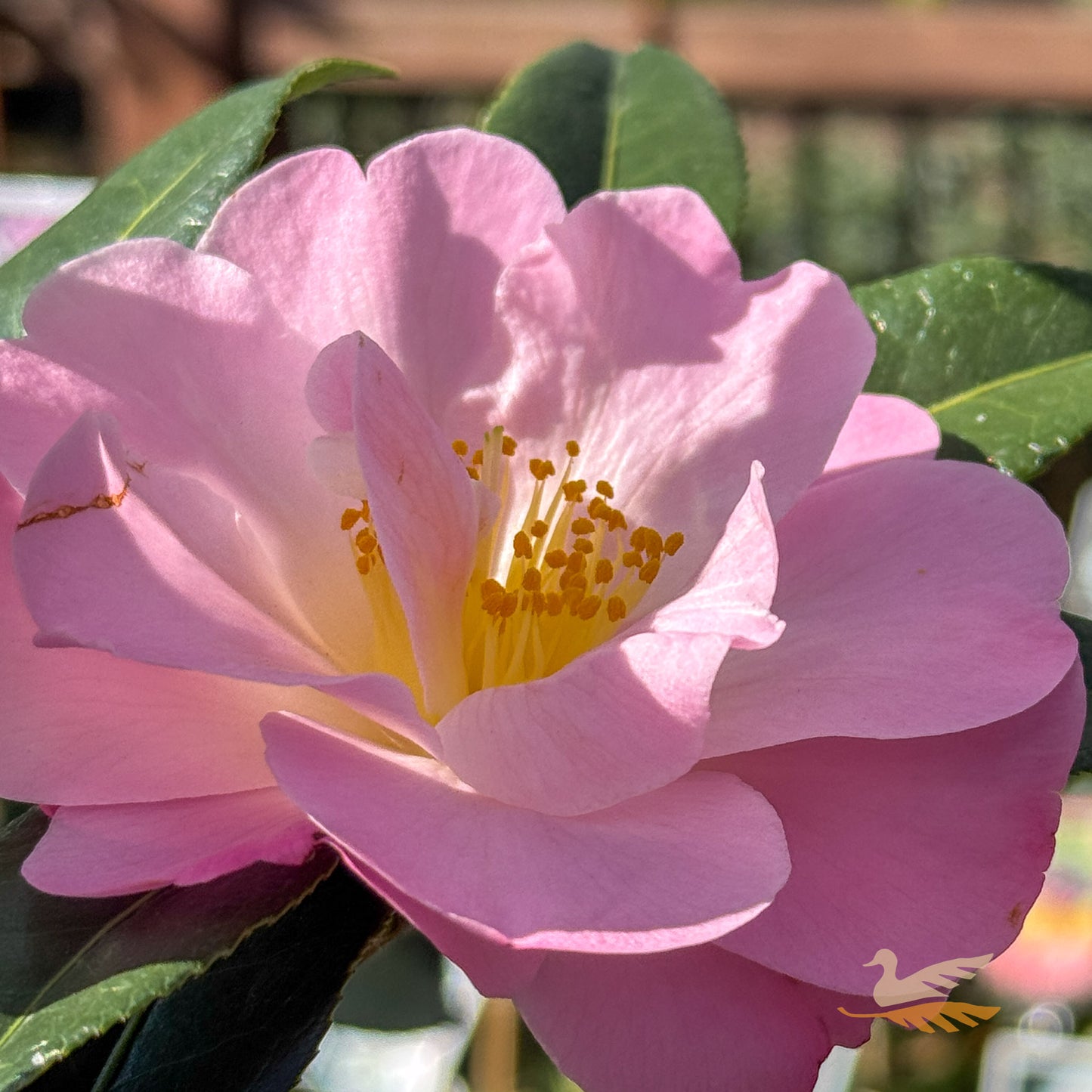 Camellia Nicky Crisp - 25cm Pot