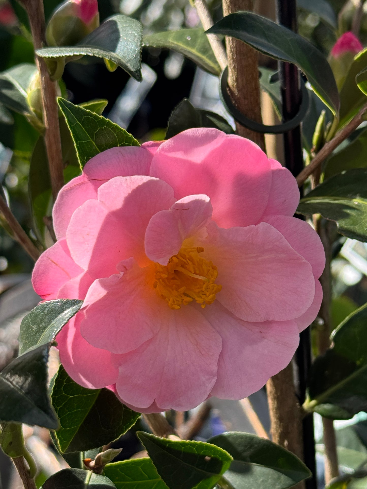 Camellia Nicky Crisp - 25cm Pot