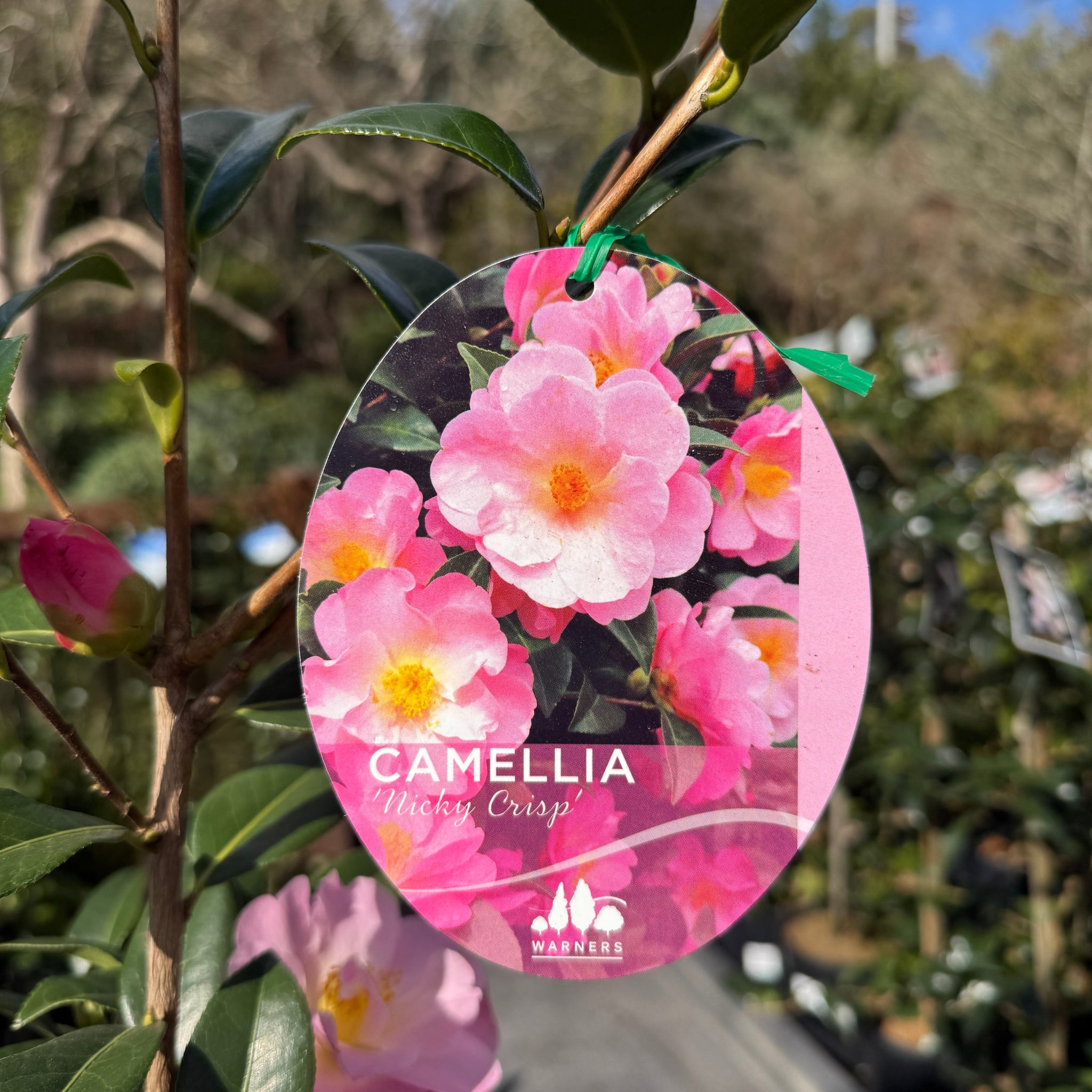 Camellia Nicky Crisp - 25cm Pot